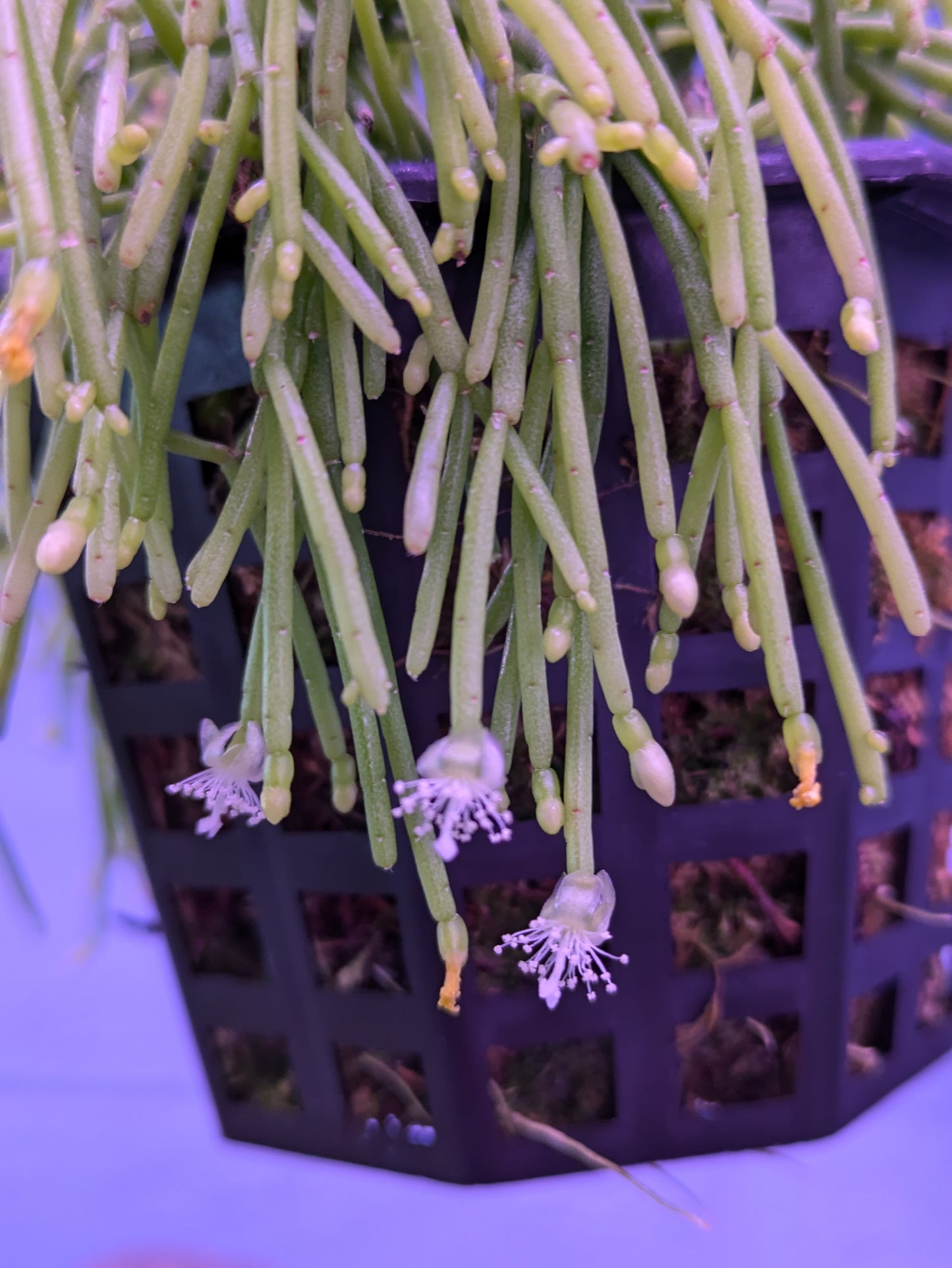 Rhipsalis Capilliformis 'Old Man's Beard'