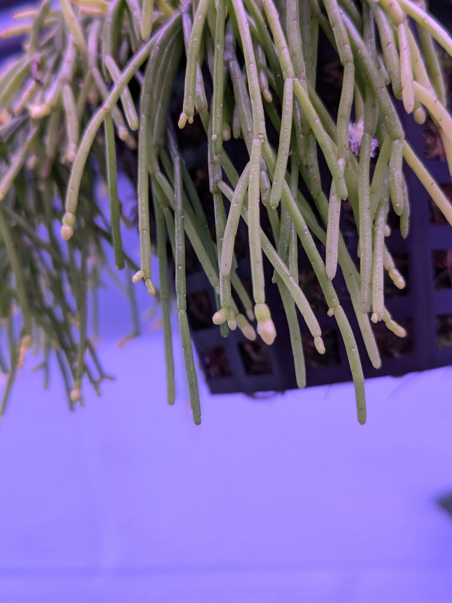 Rhipsalis Capilliformis 'Old Man's Beard'