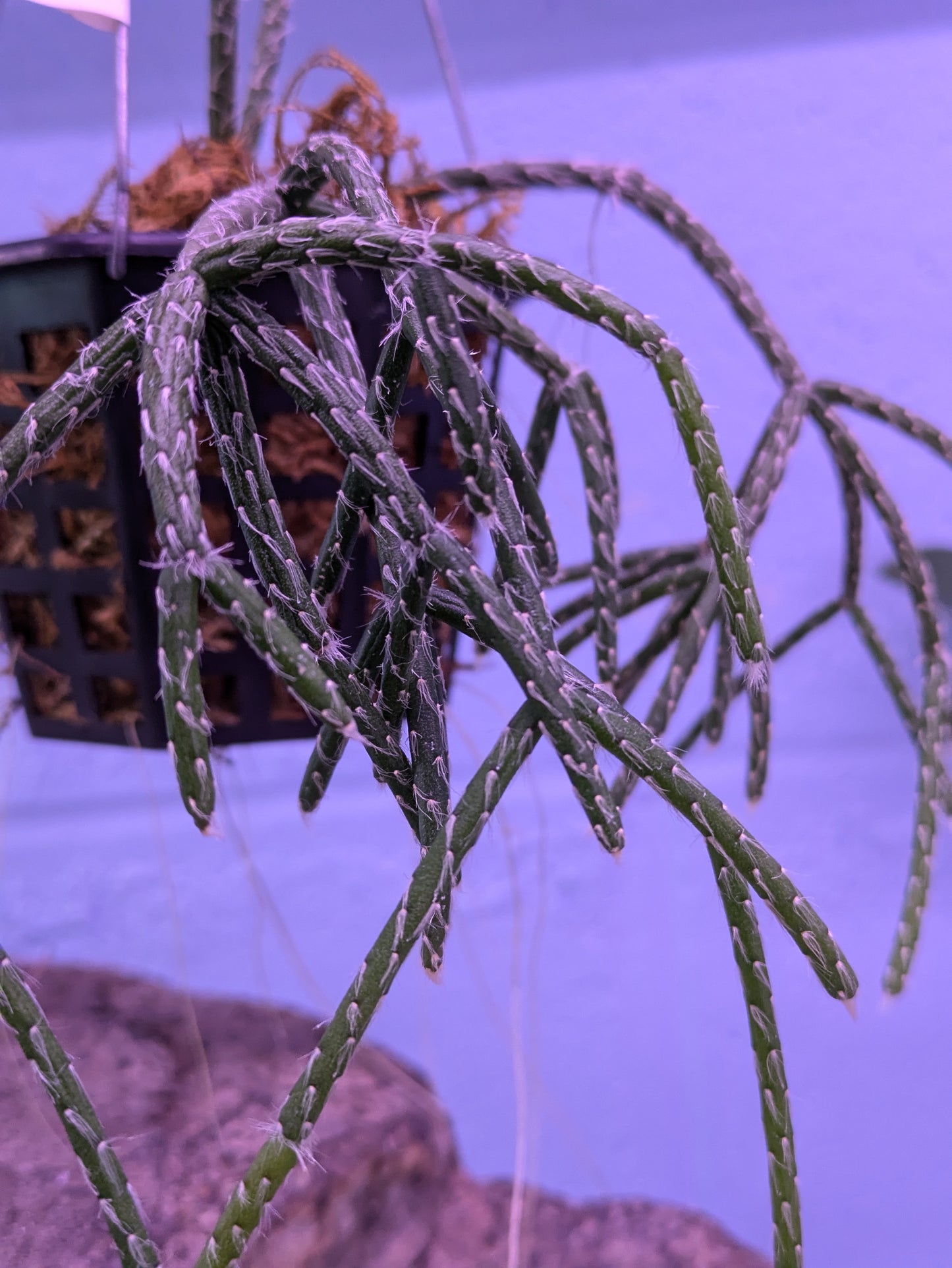 Rhipsalis Pilocarpa