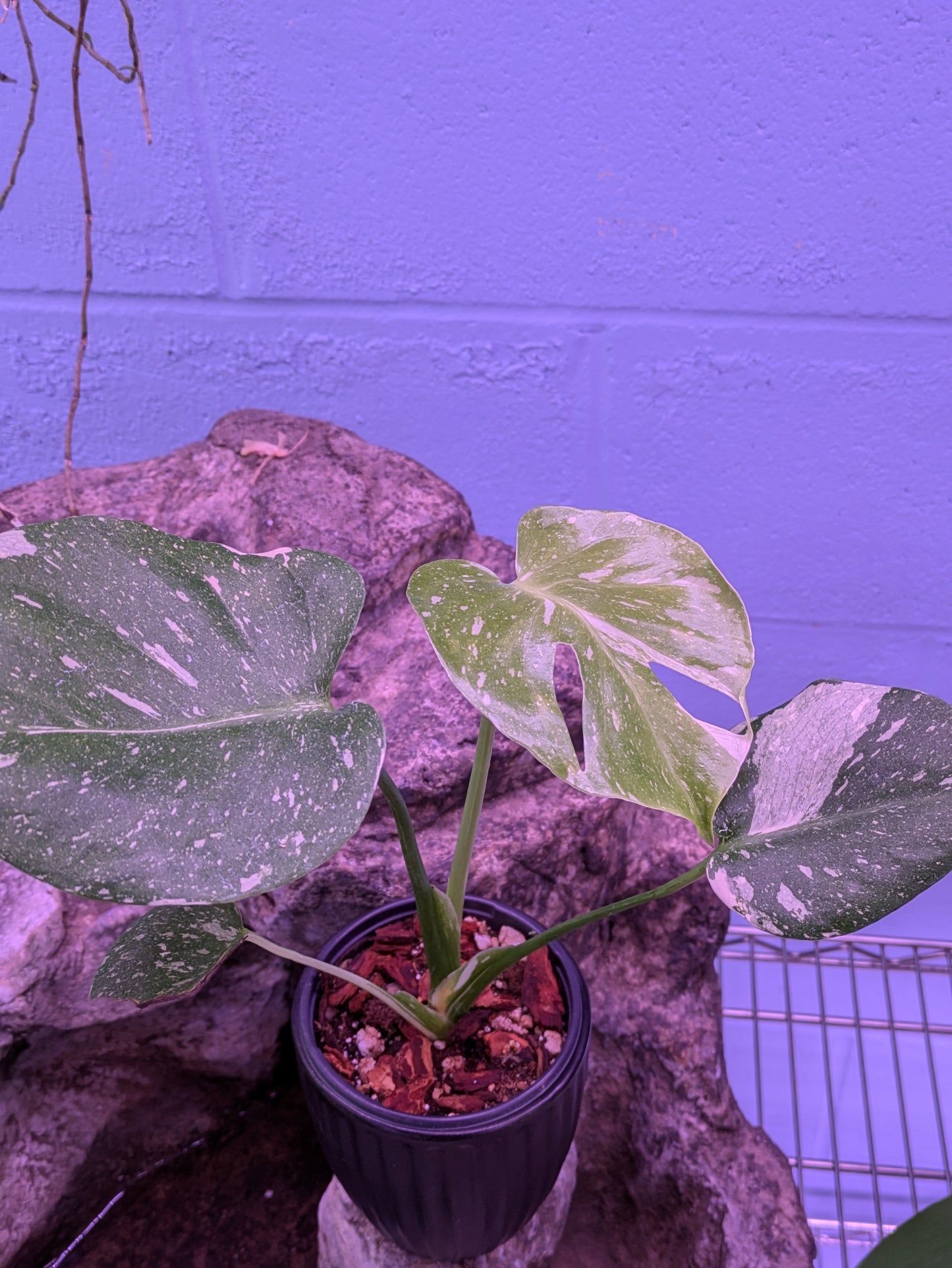 Monstera Thai Constellation