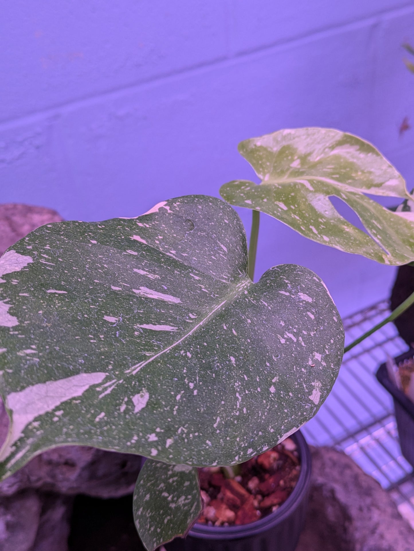 Monstera Thai Constellation