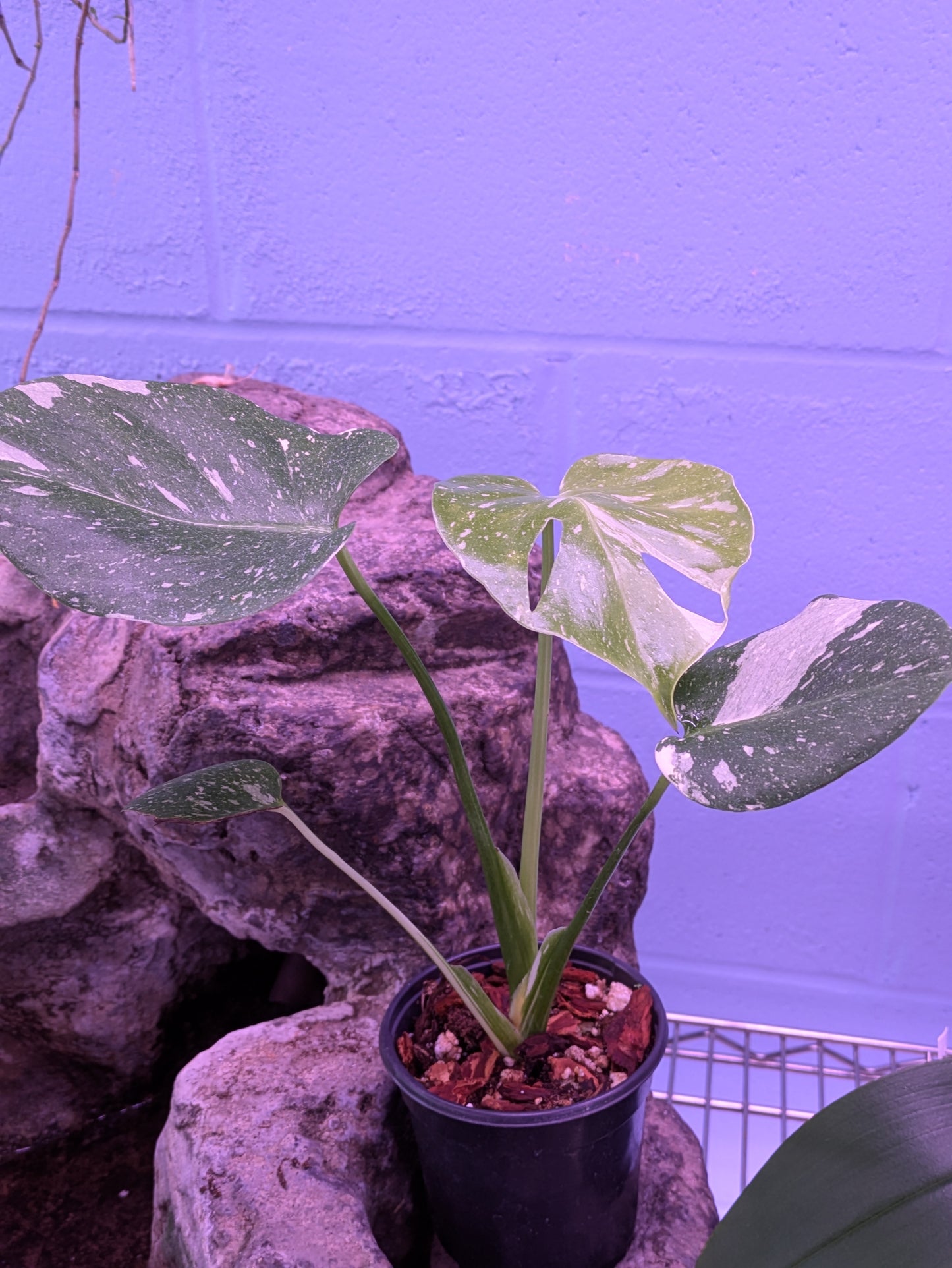 Monstera Thai Constellation