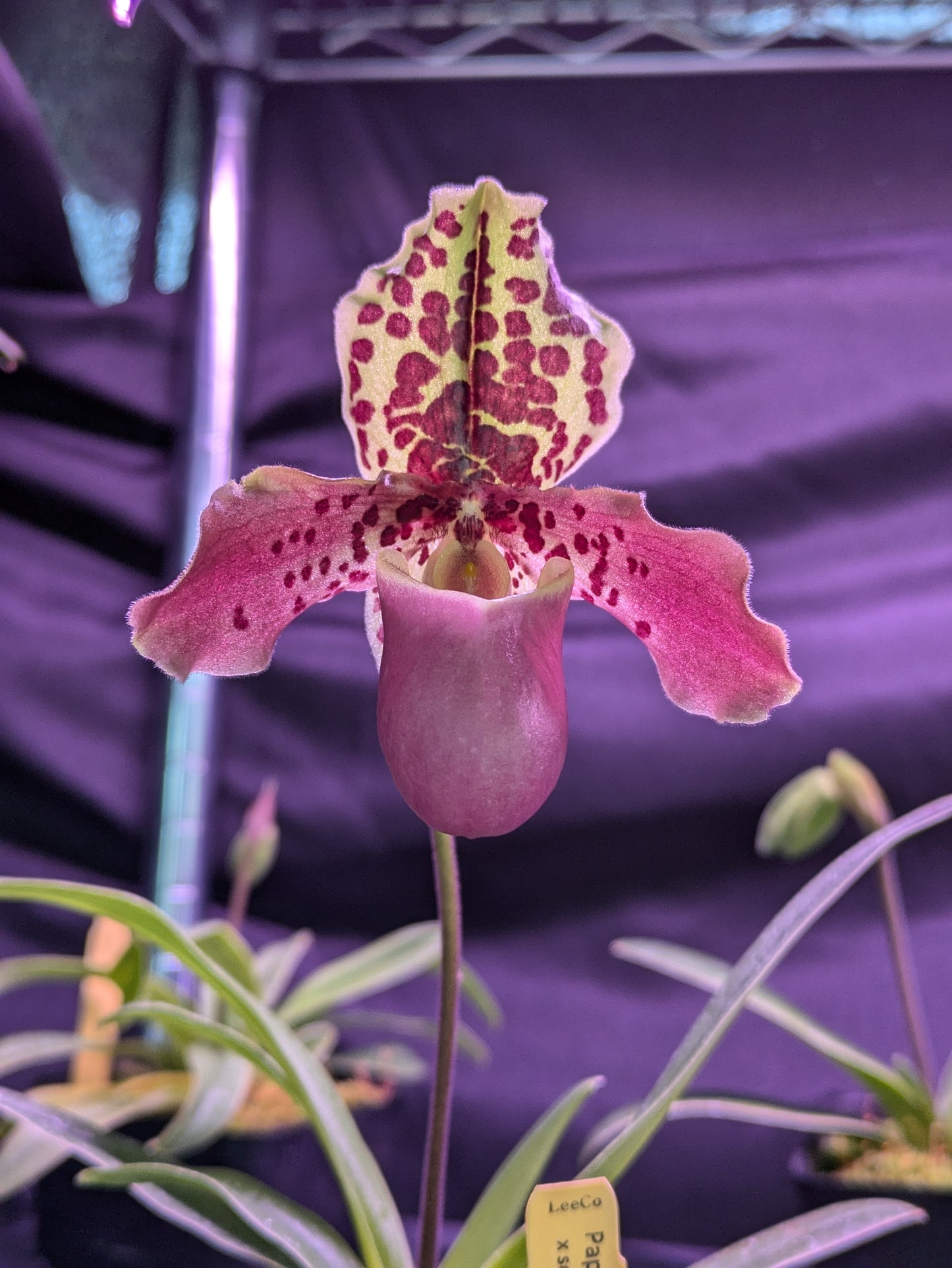 Paphiopedilum Henryanum 'Gigantic' x Self