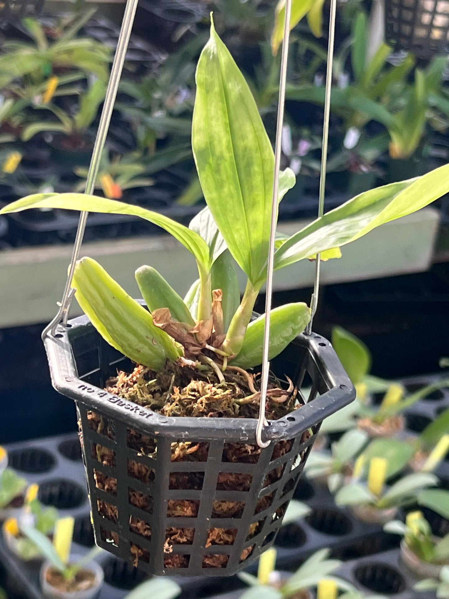 Coelogyne fuscescens