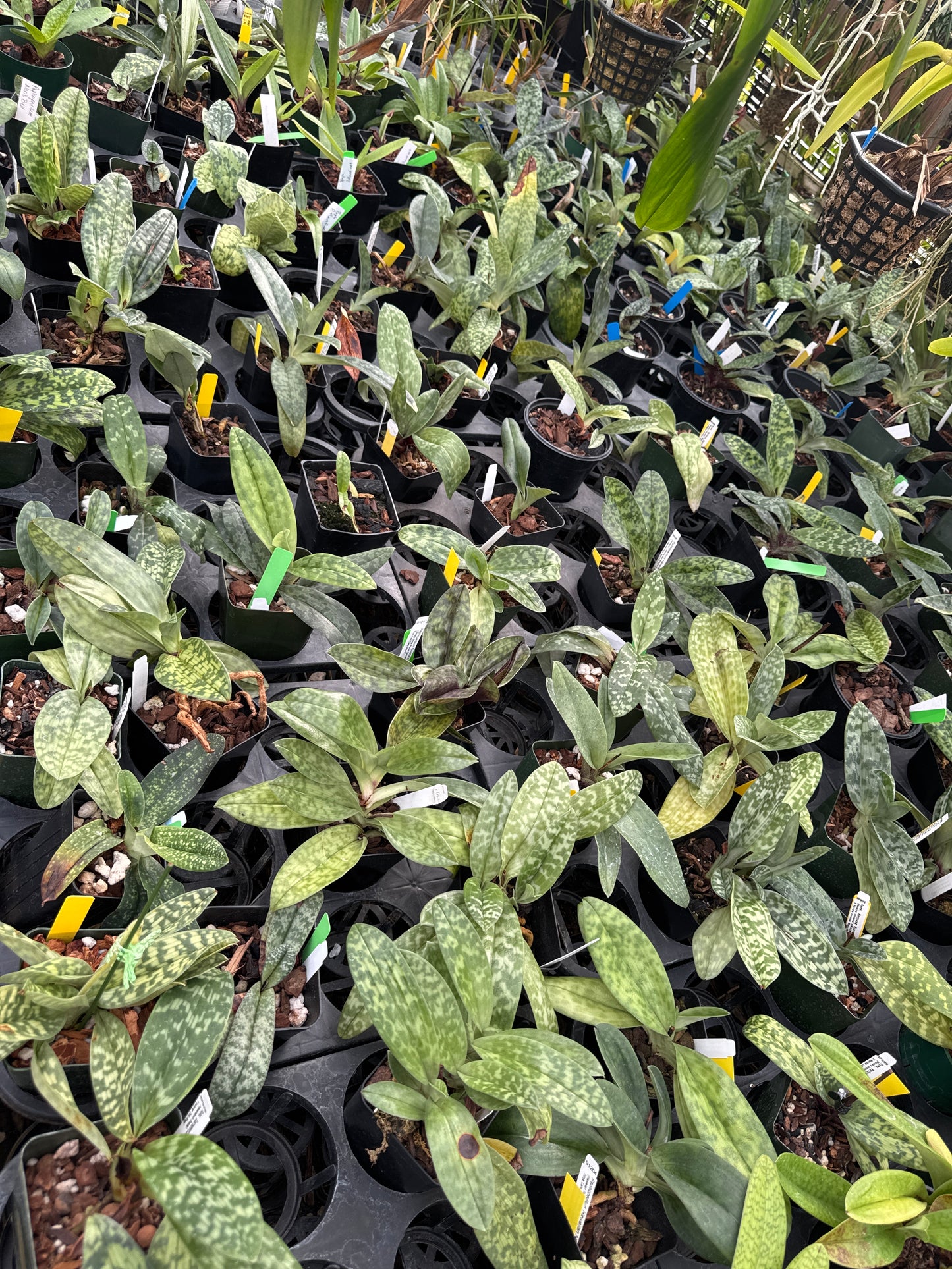 Mystery Paphiopedilum (grower’s choice) add-on