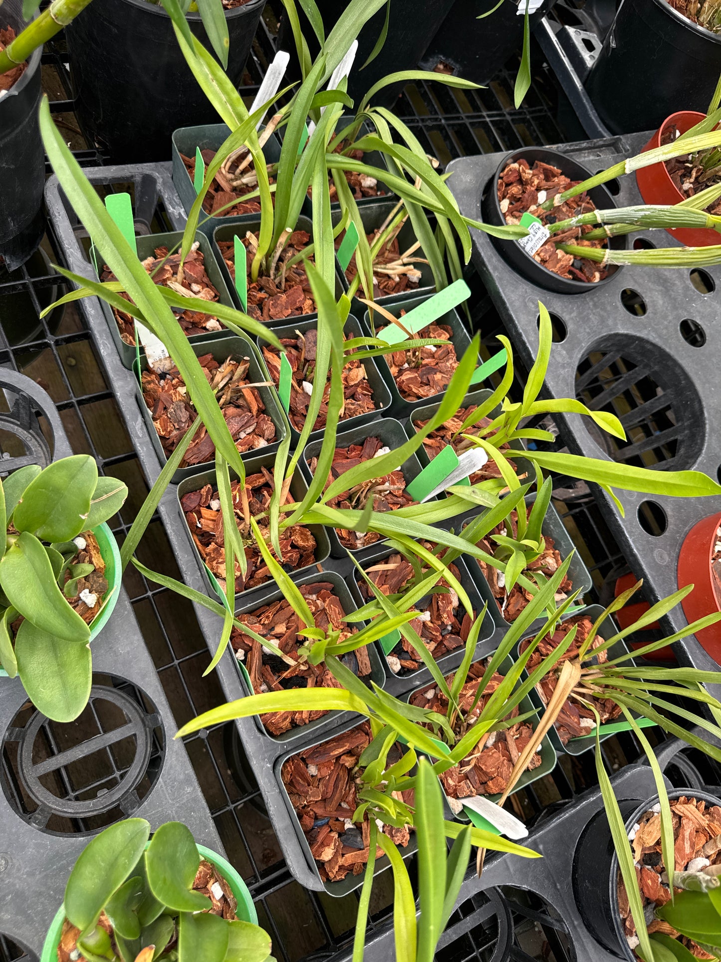 Arpophyllum giganteum var alpinum