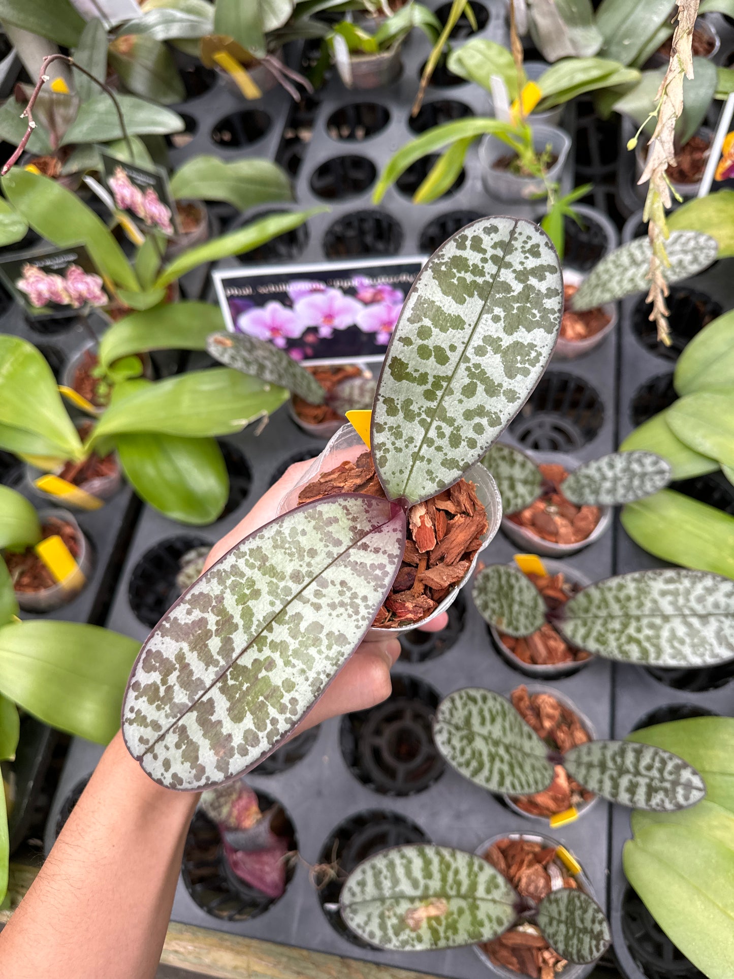 Phal schilleriana ‘Pink Butterfly’