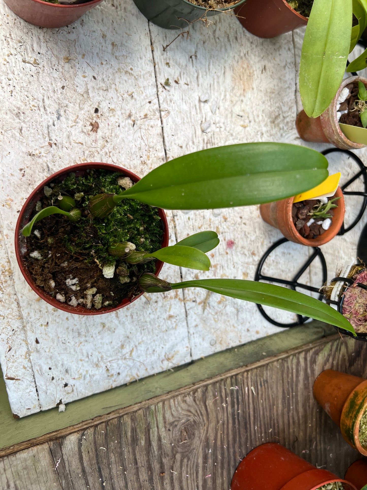 Bulbophyllum dentiferum