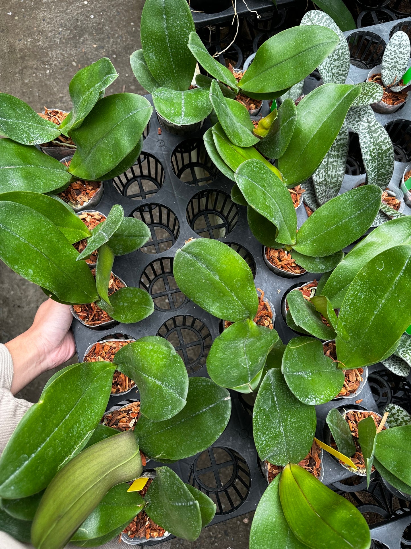 Phalaenopsis Mituo Diamond Canary “AL”