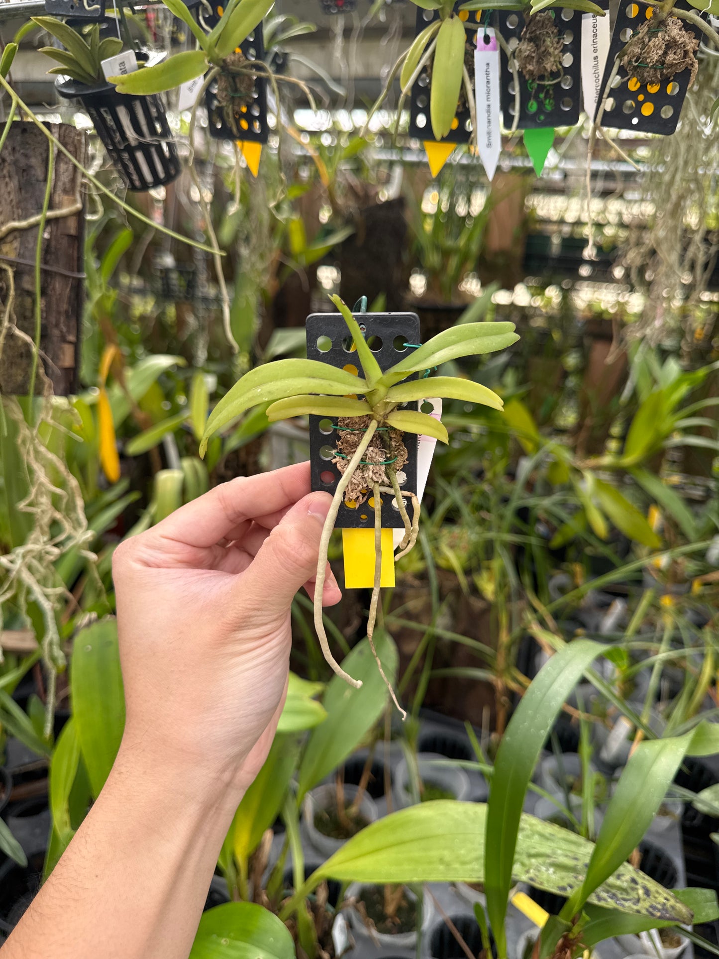 Smithnandia micrantha