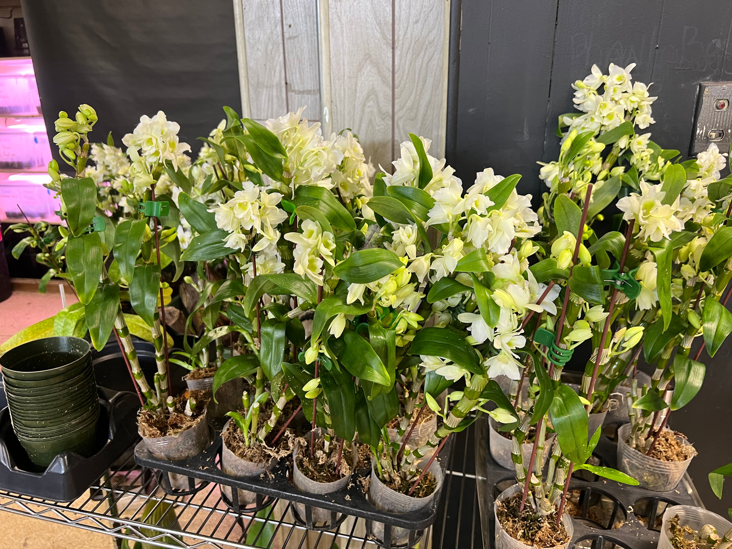 Dendrobium Sea Mary ‘Snow King’