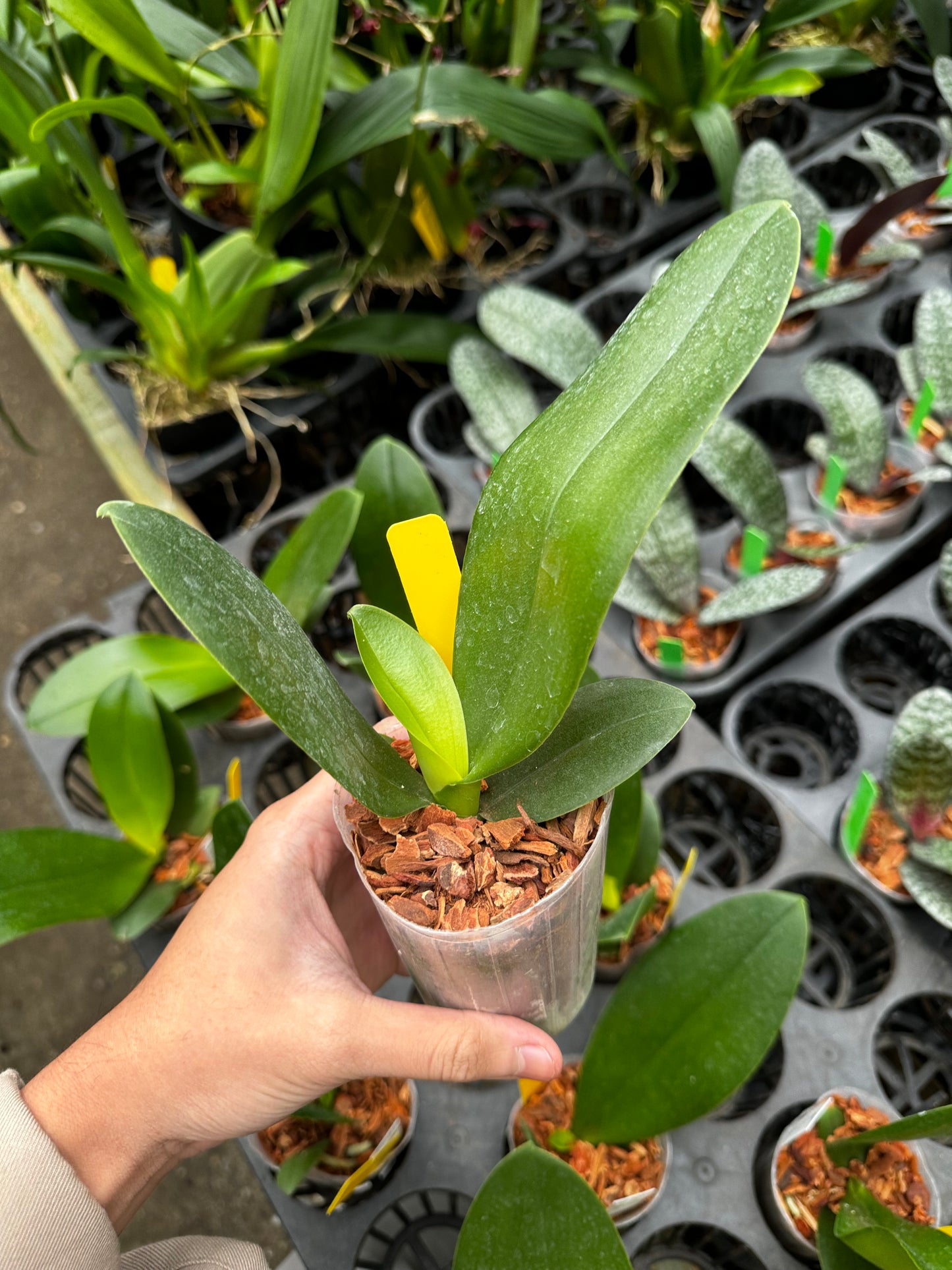 Phal GW Green World