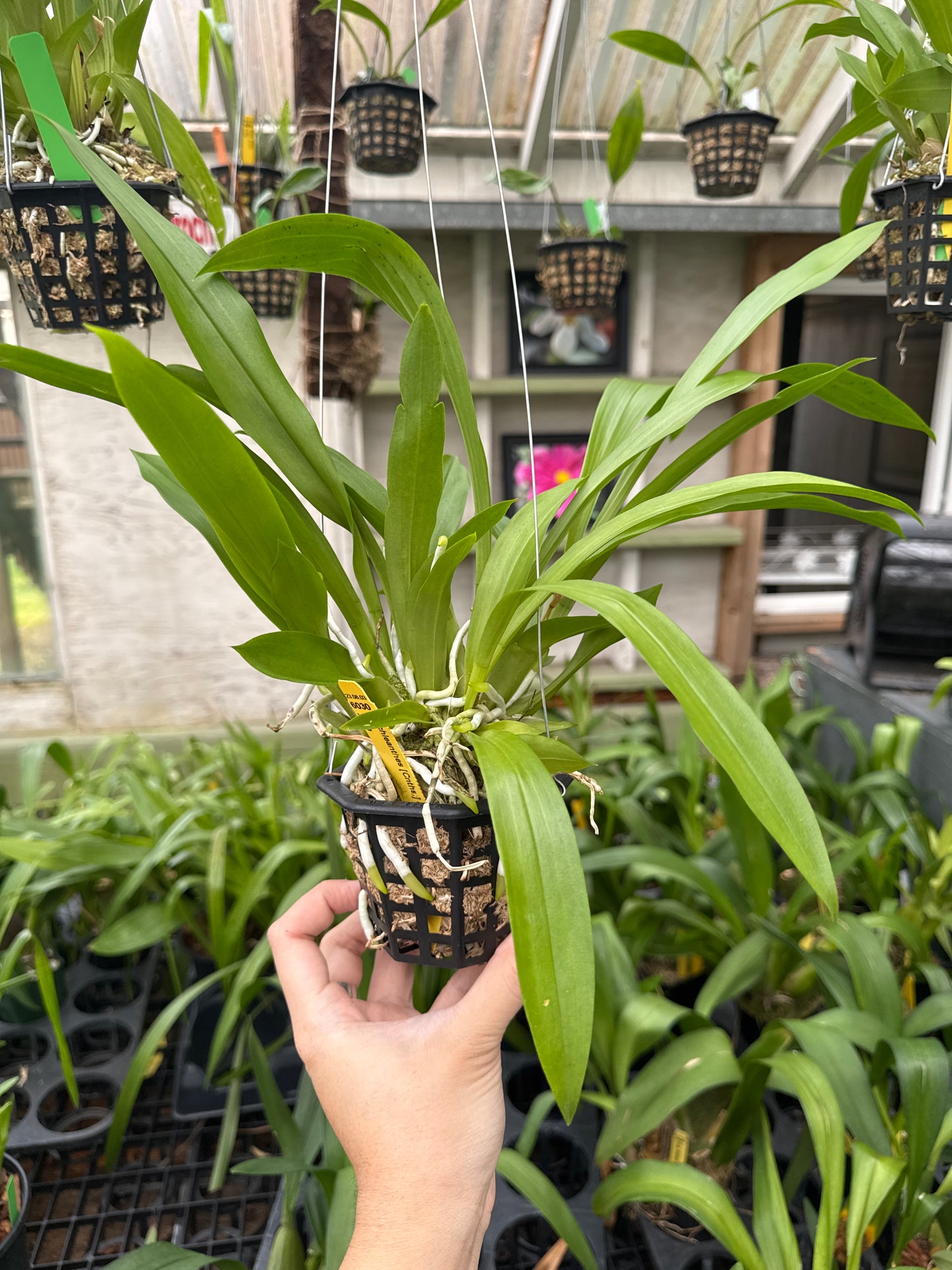 Cochlearis discolor x sib