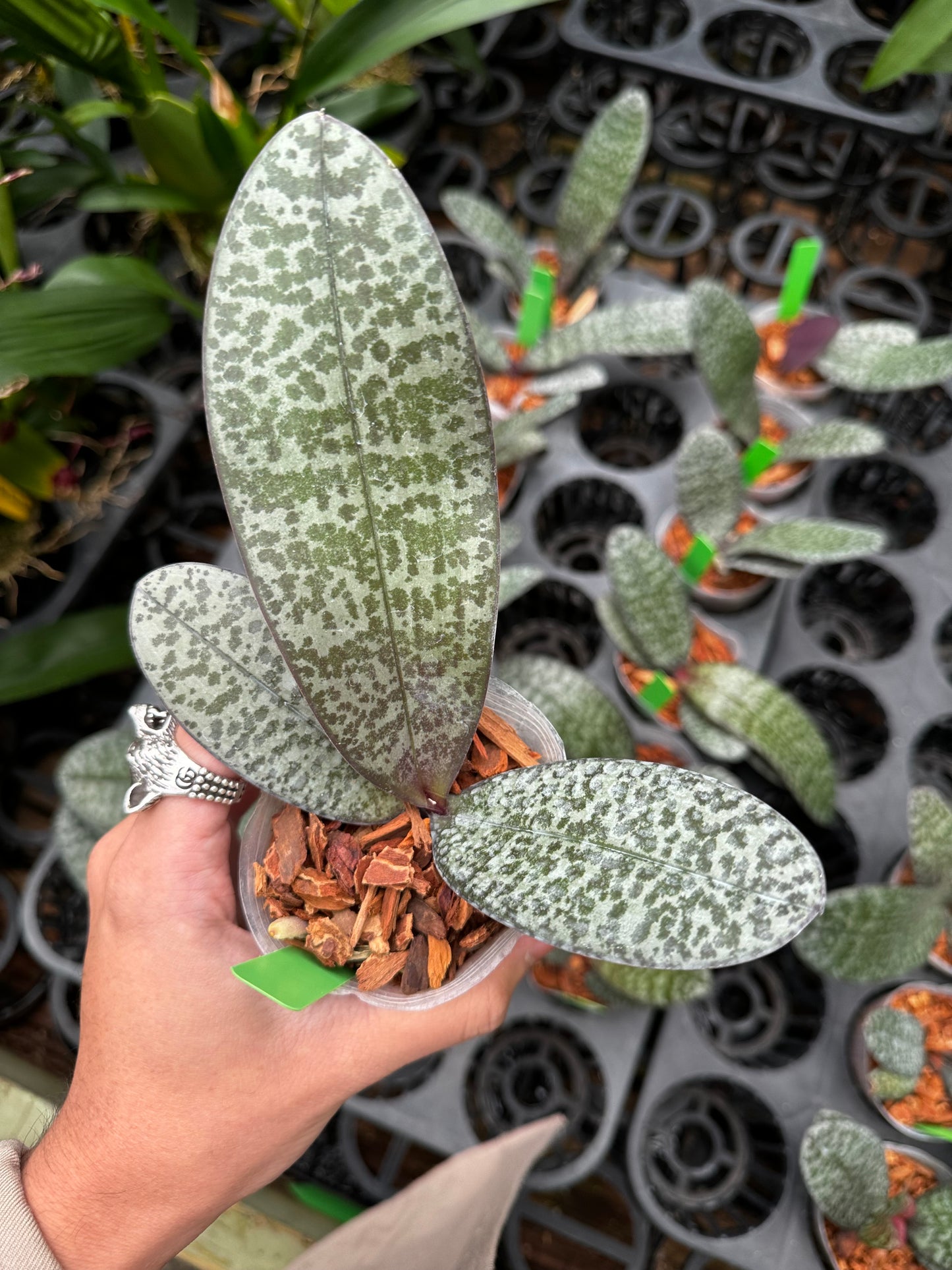 Phalaenopsis schilleriana x sib