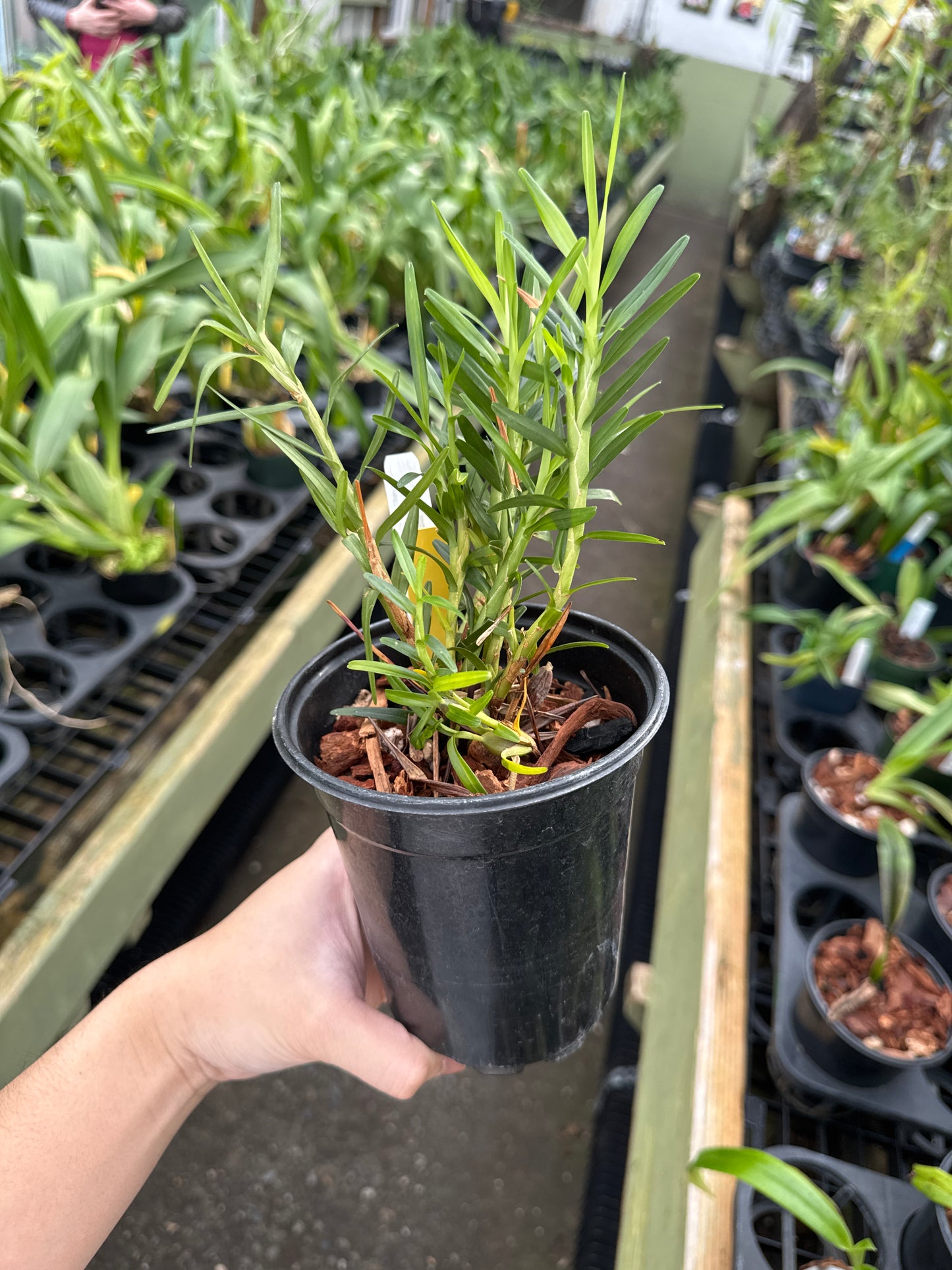 Maxillaria spilotantha