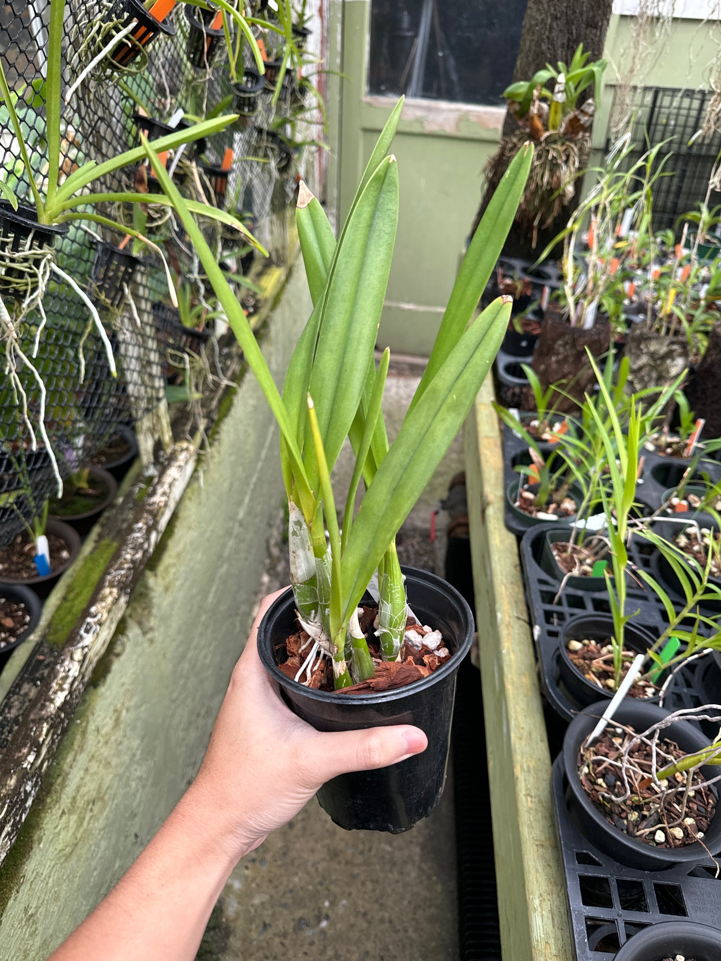Encyclia dichroma