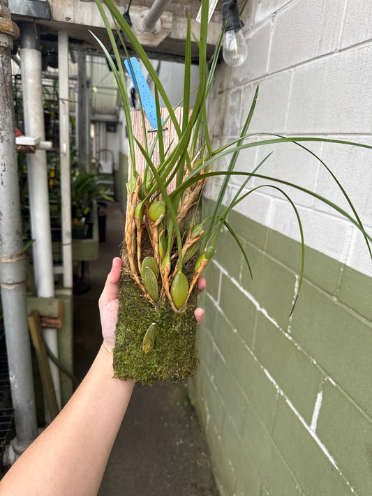 Maxillaria tenuifolia Red (wood mount)