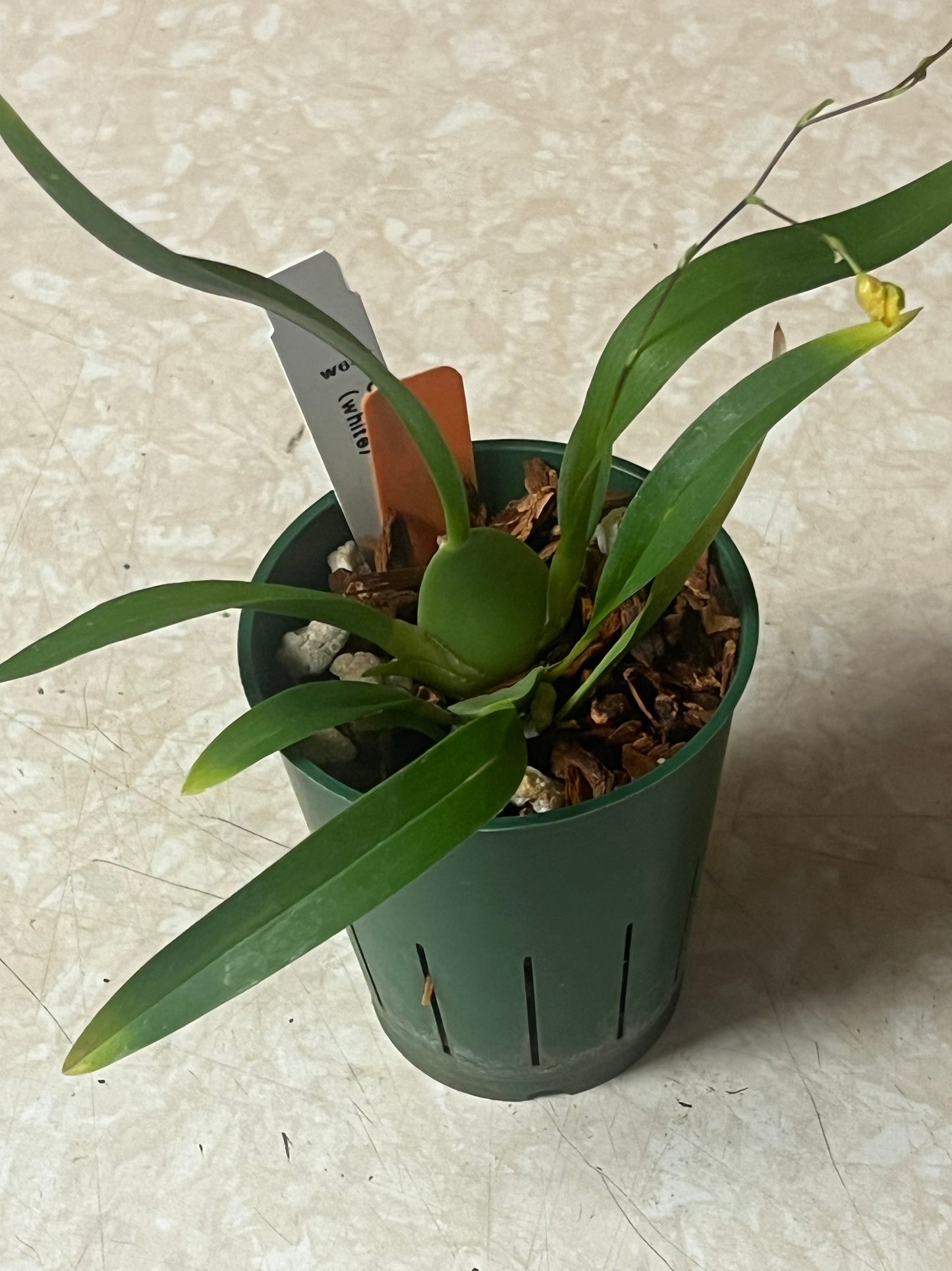 Oncidium Twinkle 'Fantasy'