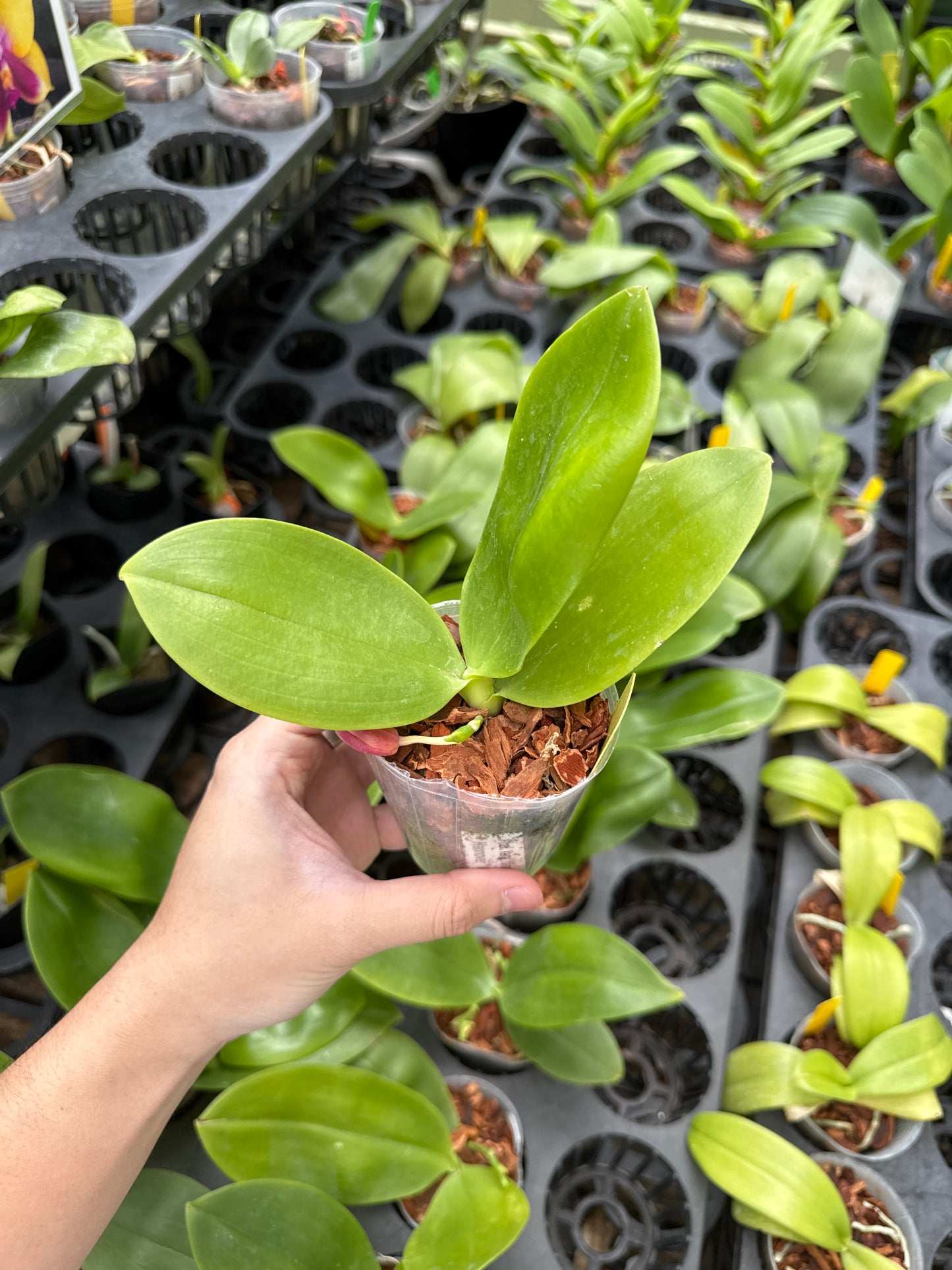Phalaenopsis Yang Yang Super Hannover