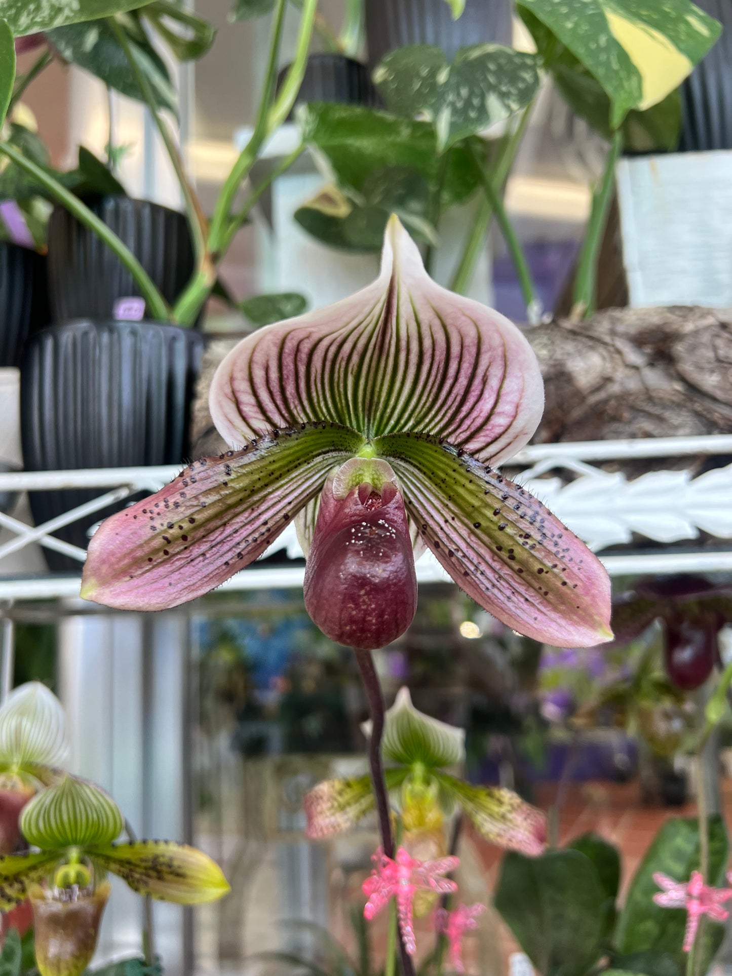 Paphiopedilum Assorted (grower’s choice)