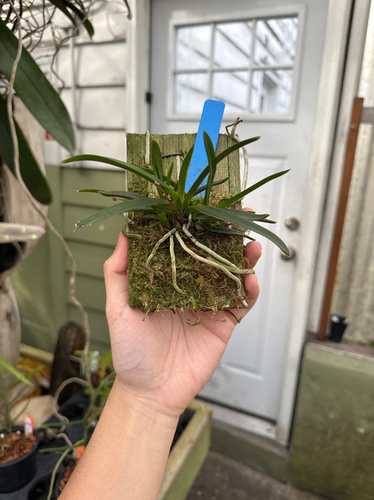 Neofinetia falcata ‘Furan’ (mounted)