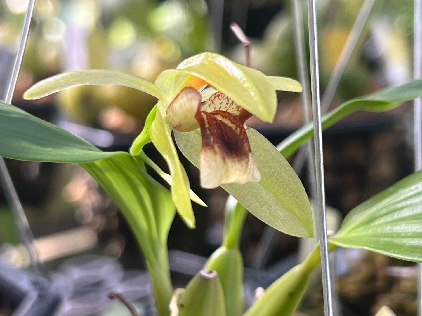 Coelogyne carinata