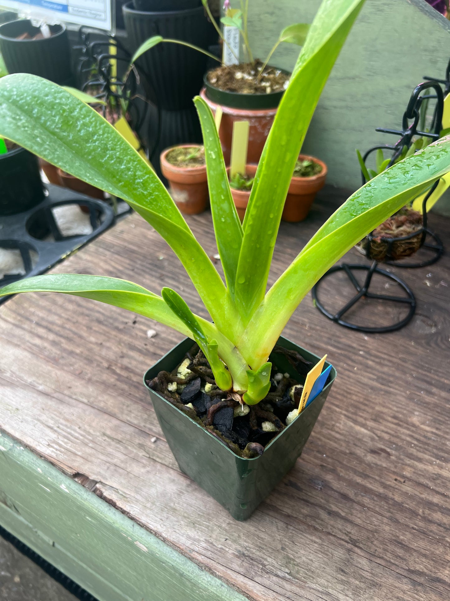 Paphiopedilum Quintal Wonder x lowii (alba)