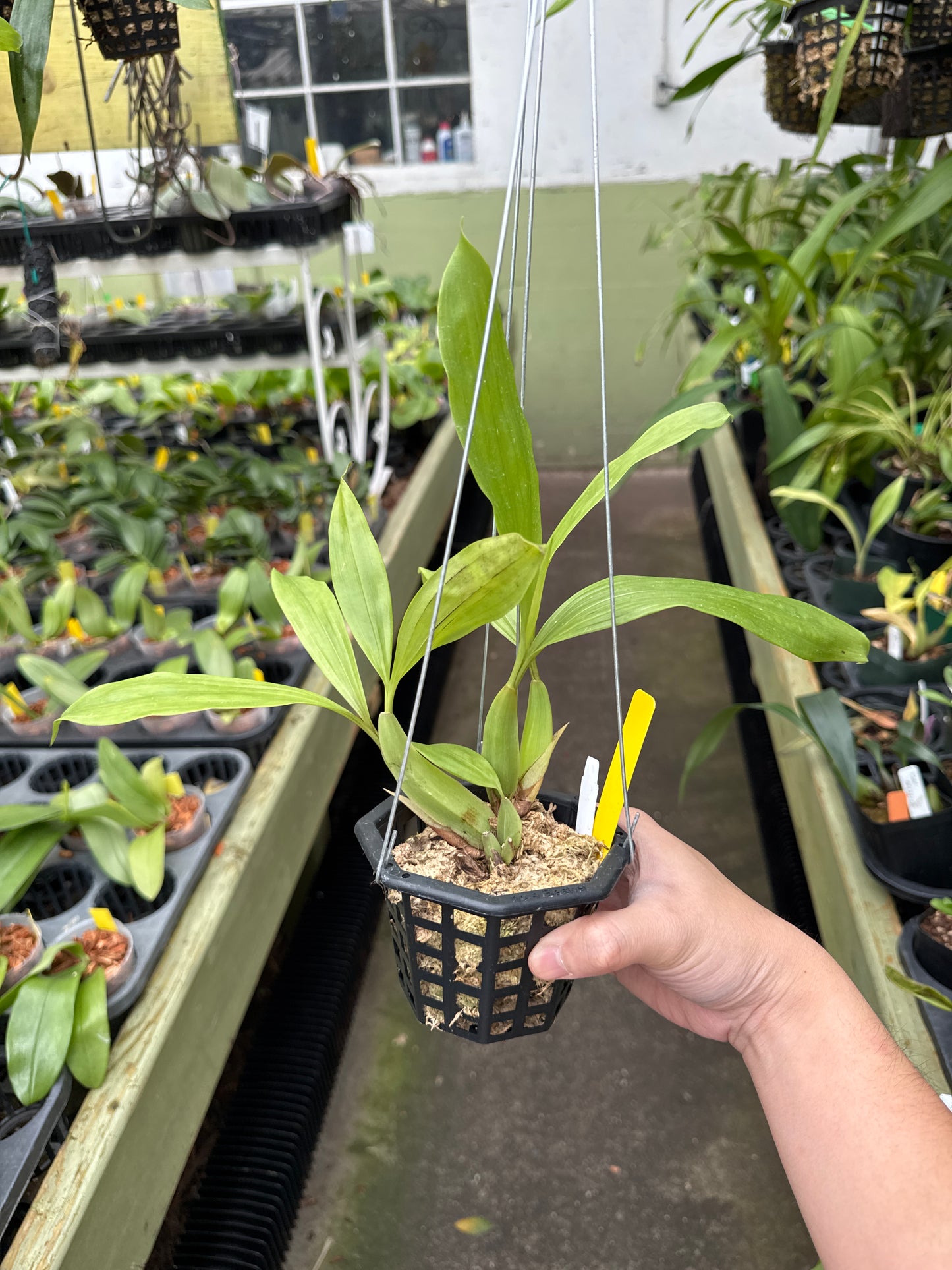 Coelogyne swaniana