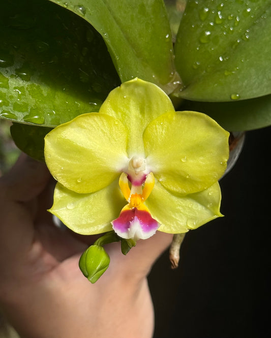 Phalaenopsis Mituo Diamond Canary “AL”