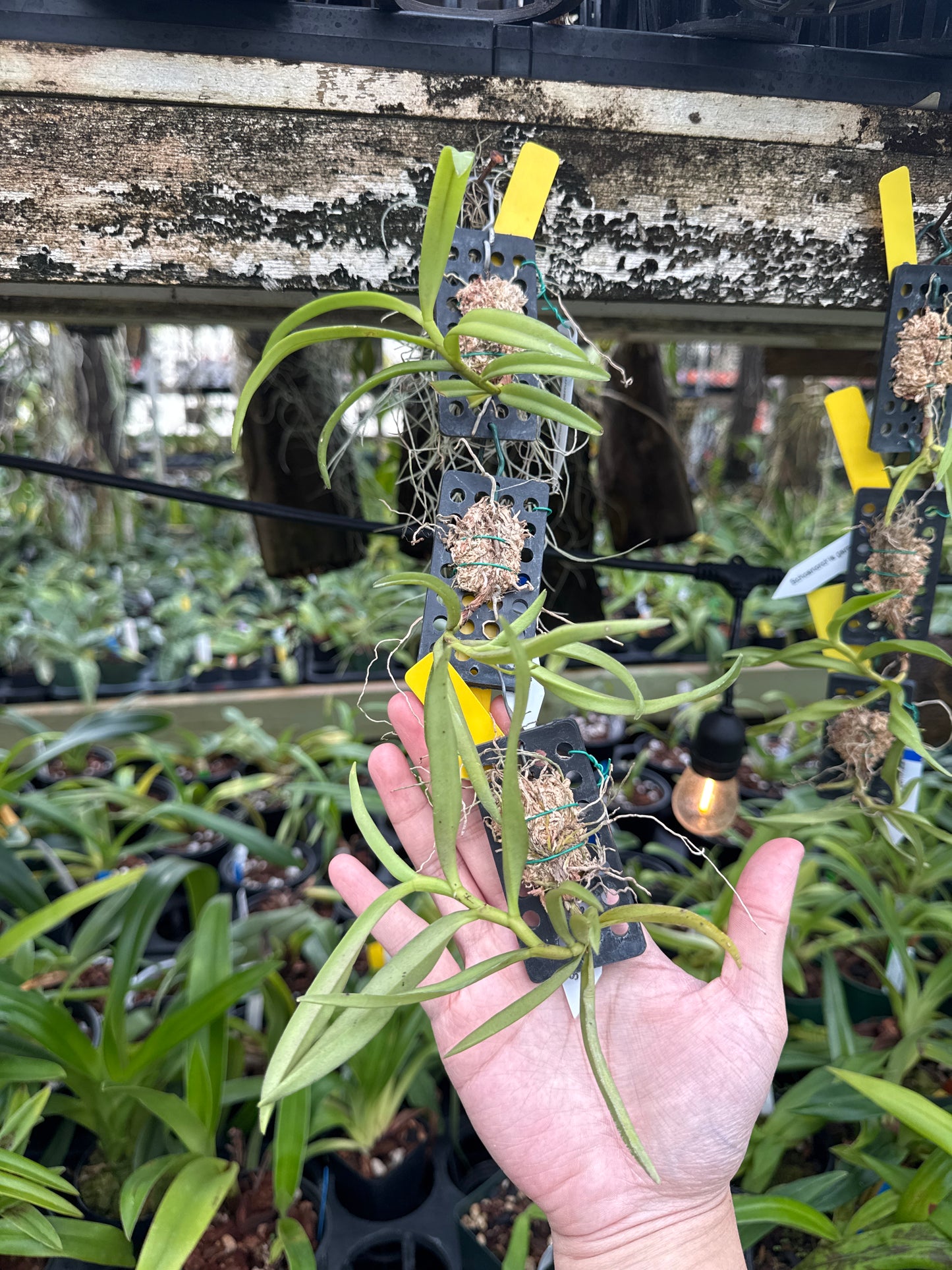 Schoenorchis gemmata