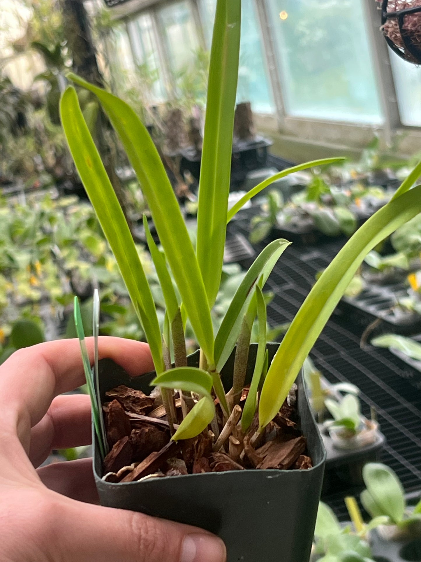 Arpophyllum giganteum var. alpinum