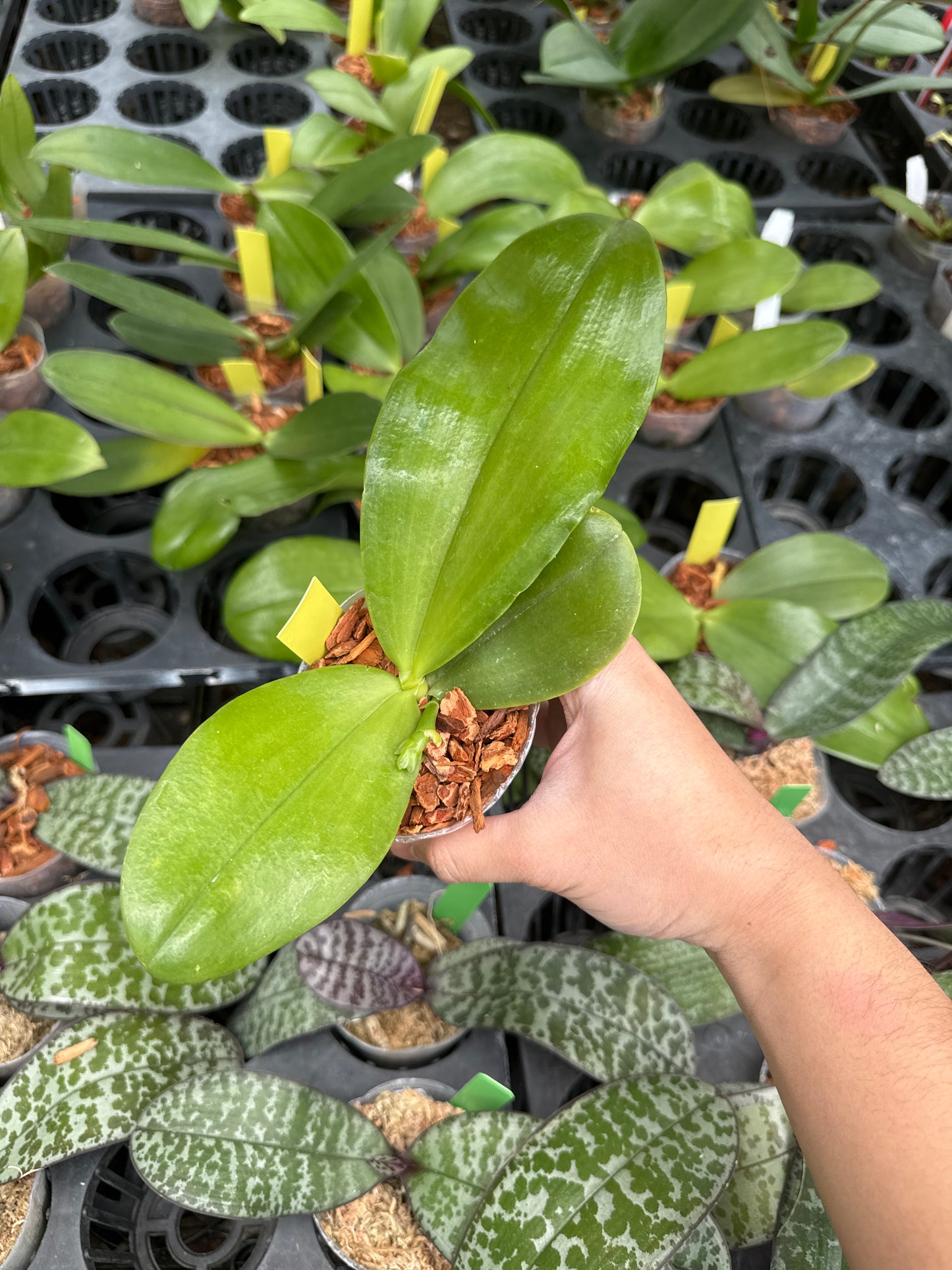 Phalaenopsis KS Happy Eagle "Wilson"
