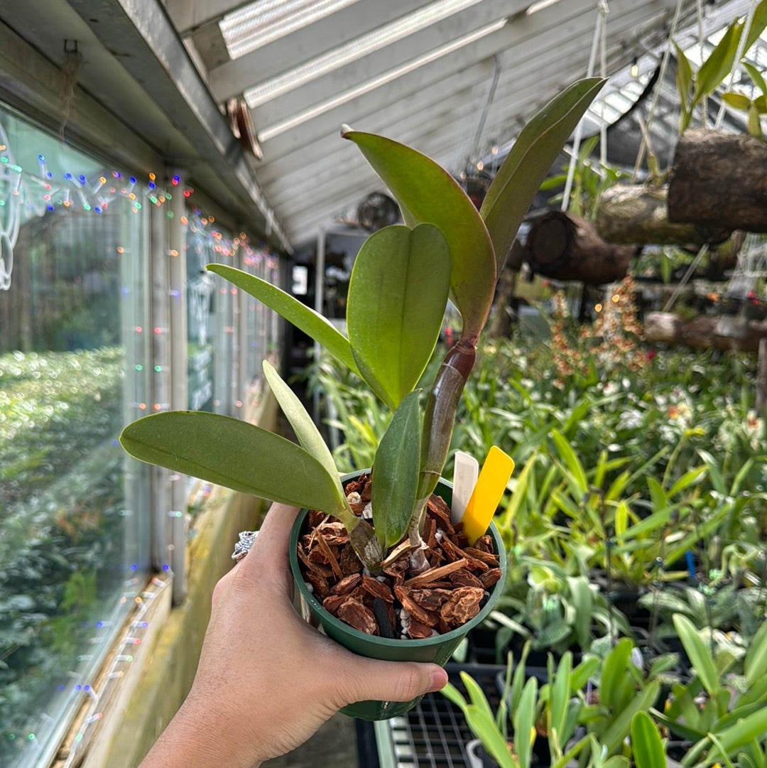 Cattleya violacea rubra (Taiwan)
