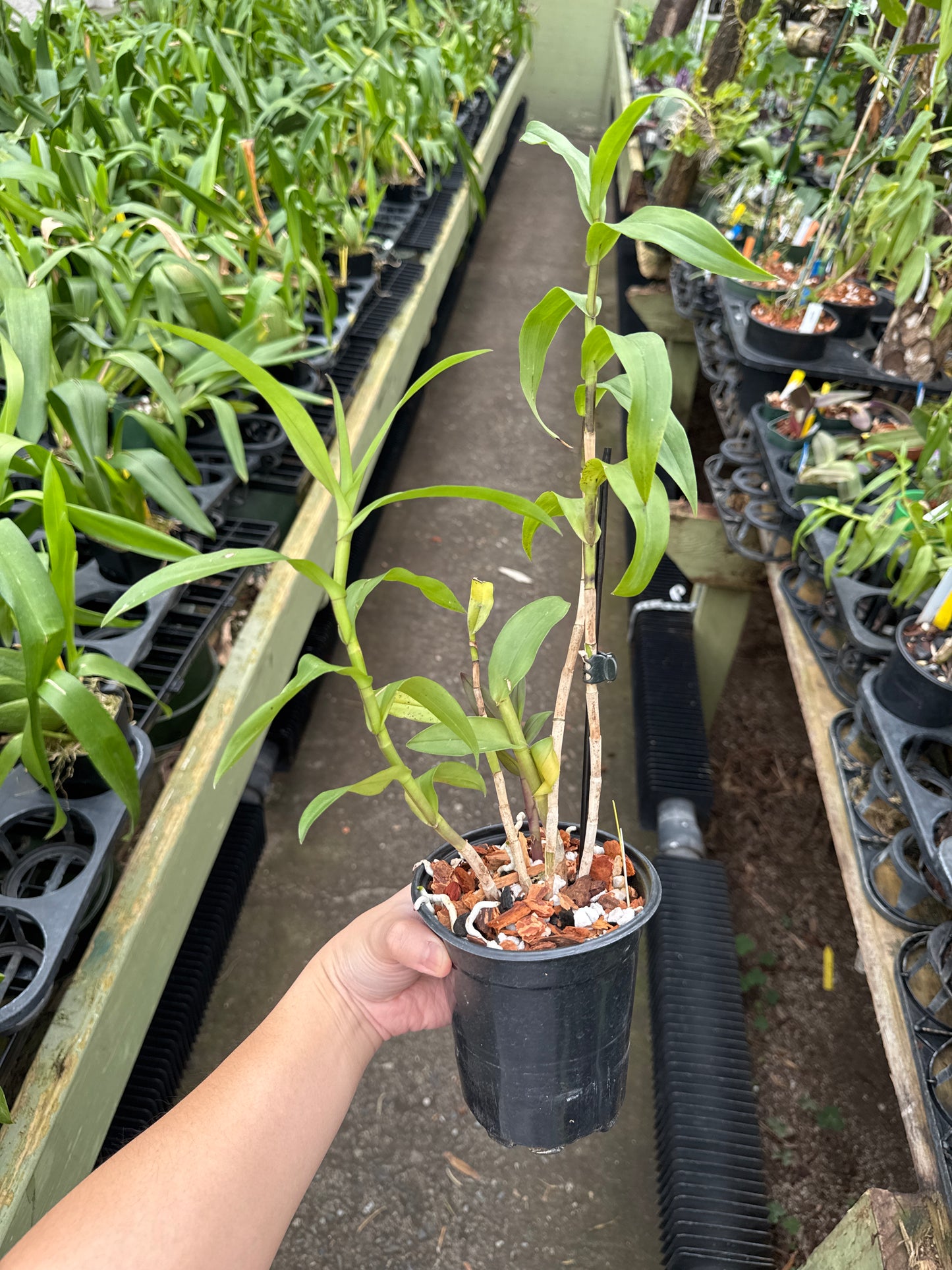 Epidendrum atacazoicum