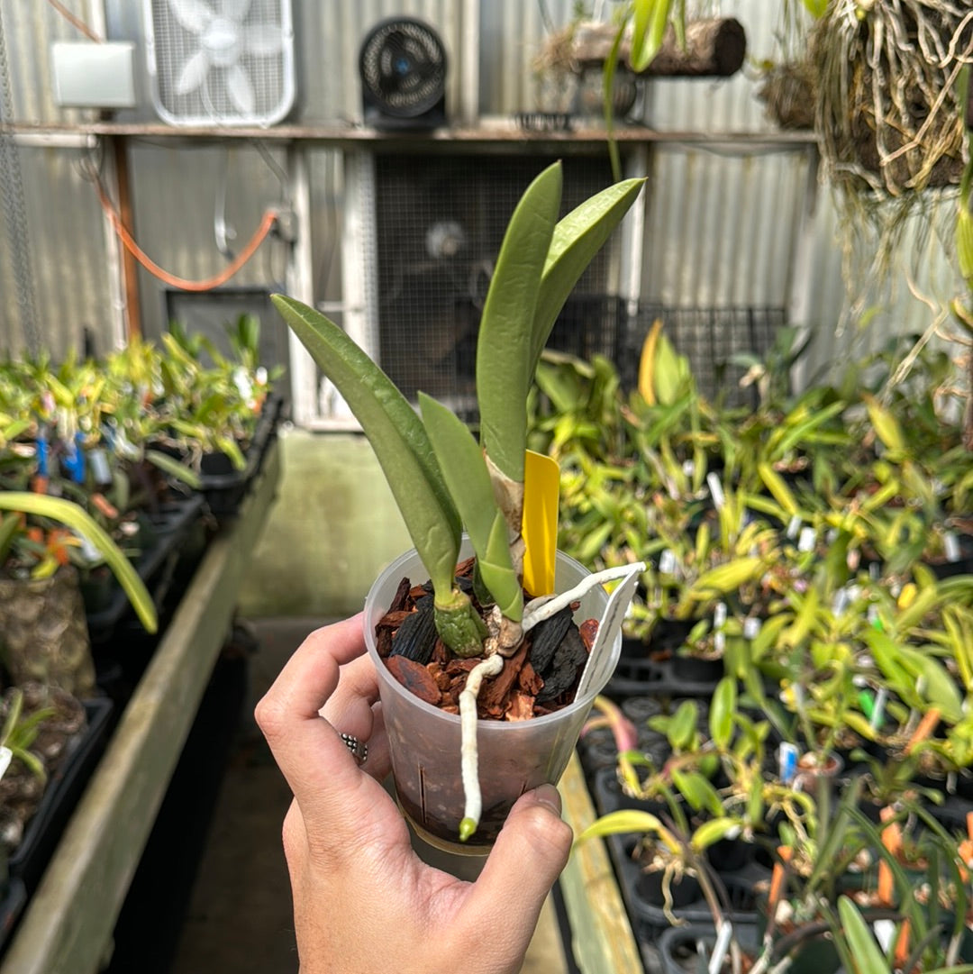Laelia jongheana alba