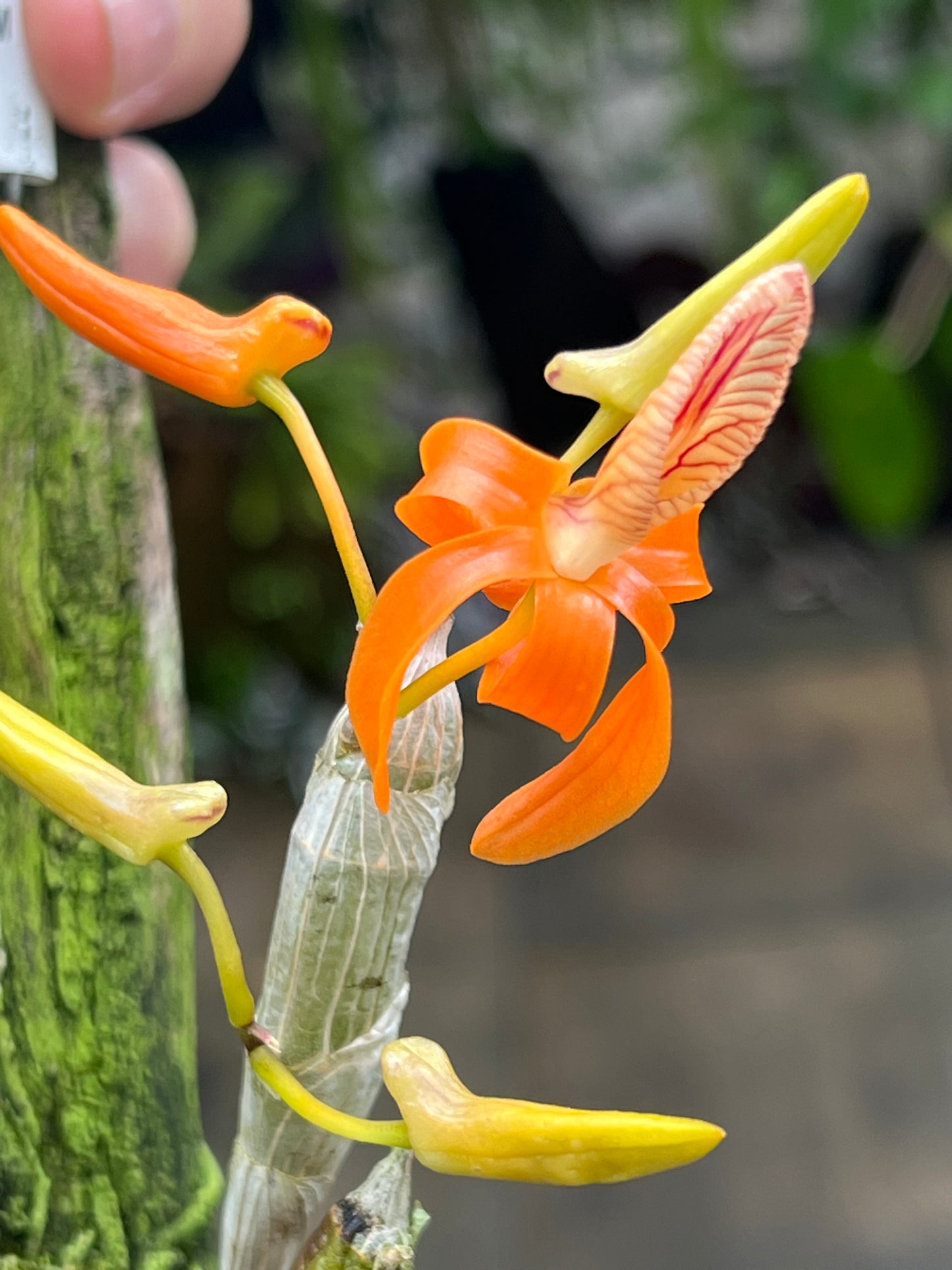 Dendrobium unicum