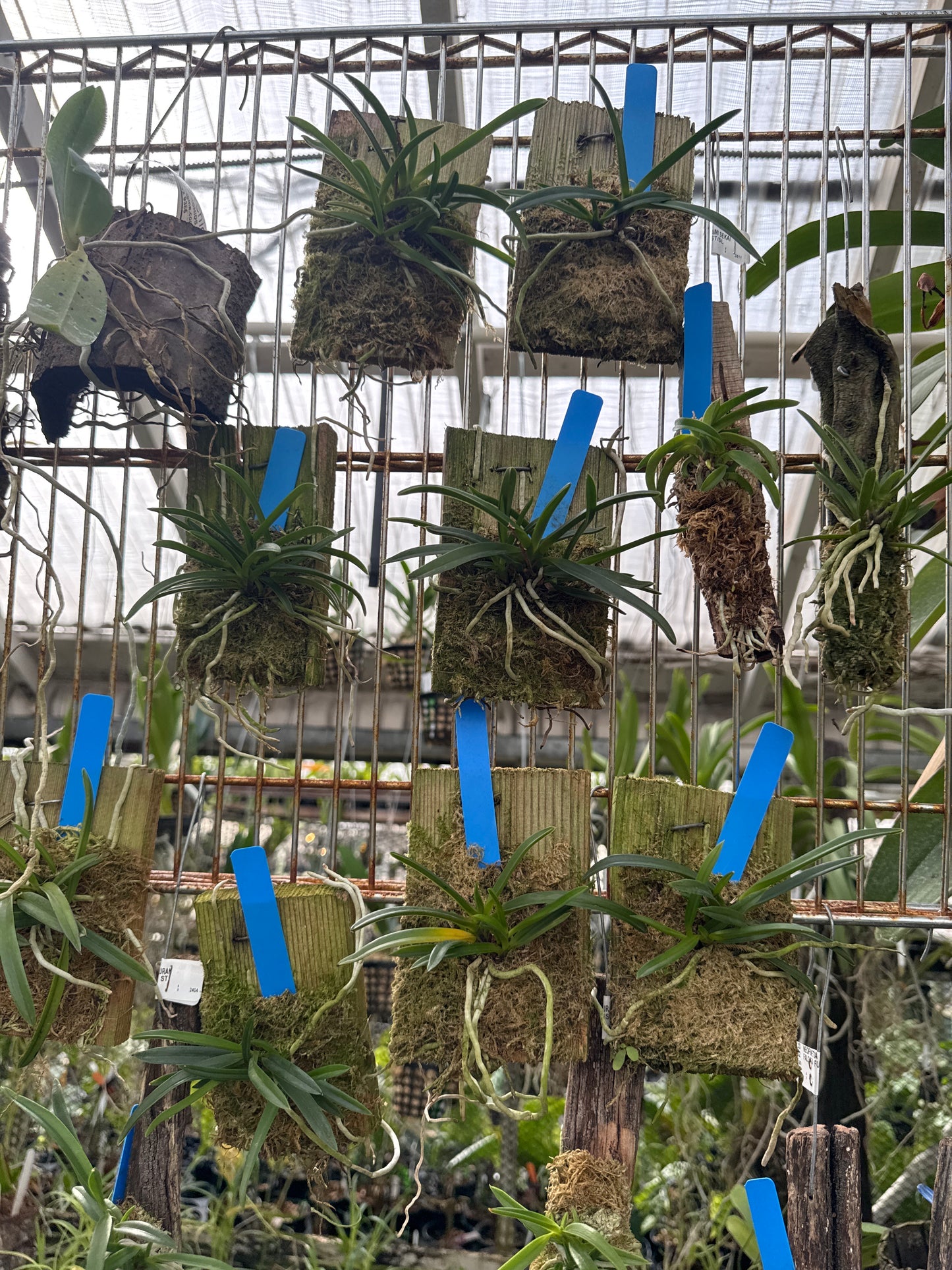 Neofinetia falcata ‘Furan’ (mounted)