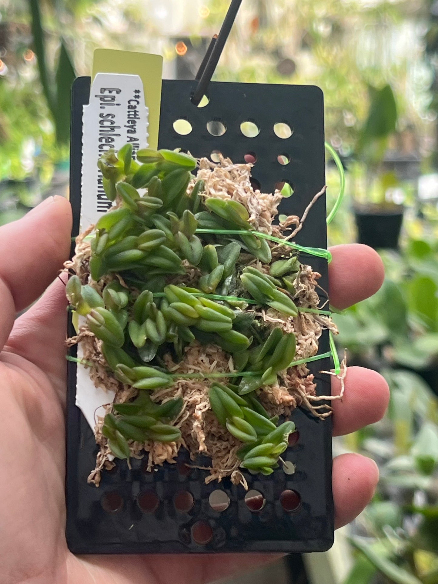 Epidendrum schlechterianum