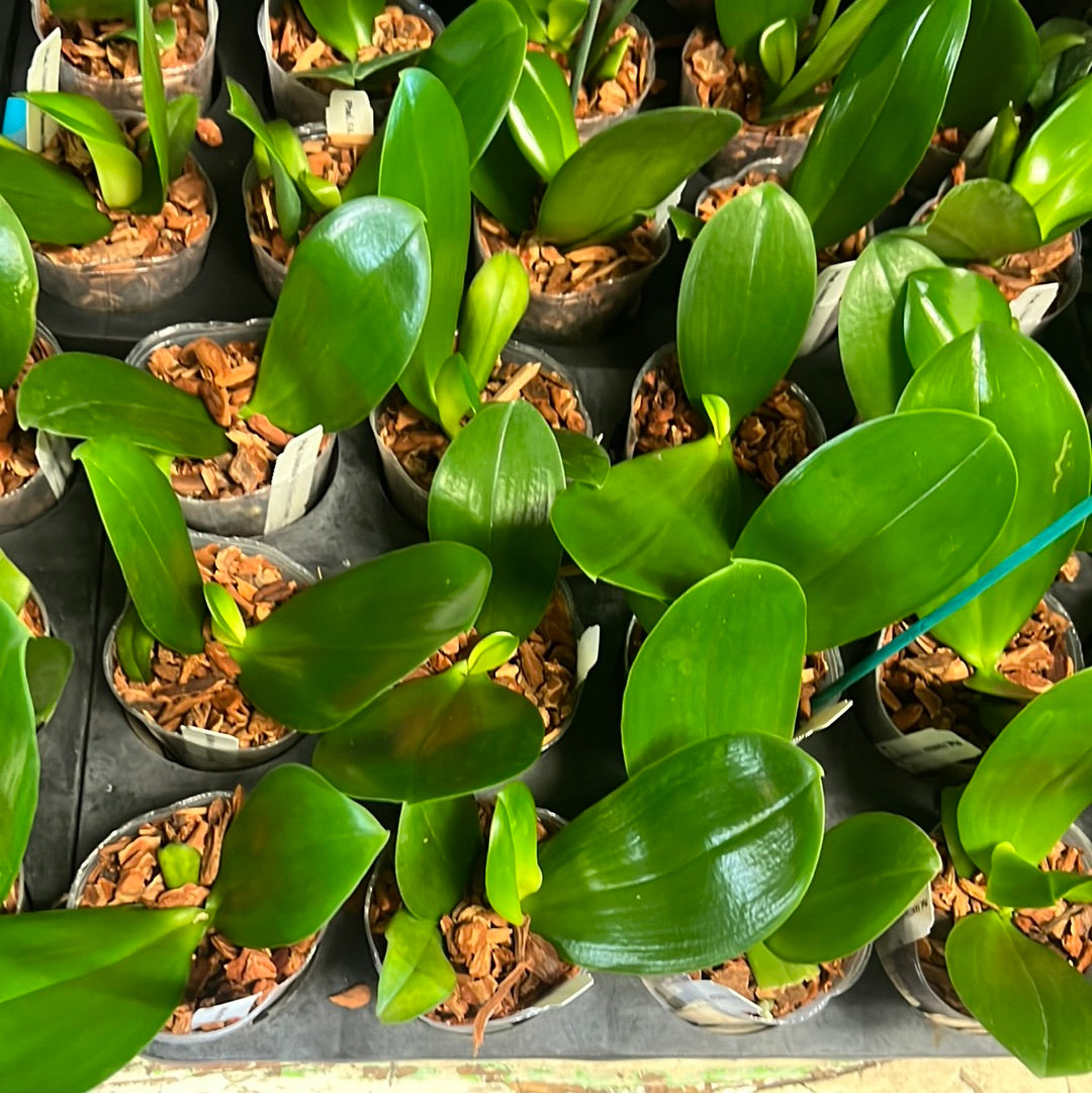 Phalaenopsis FANGtastic Green Envy