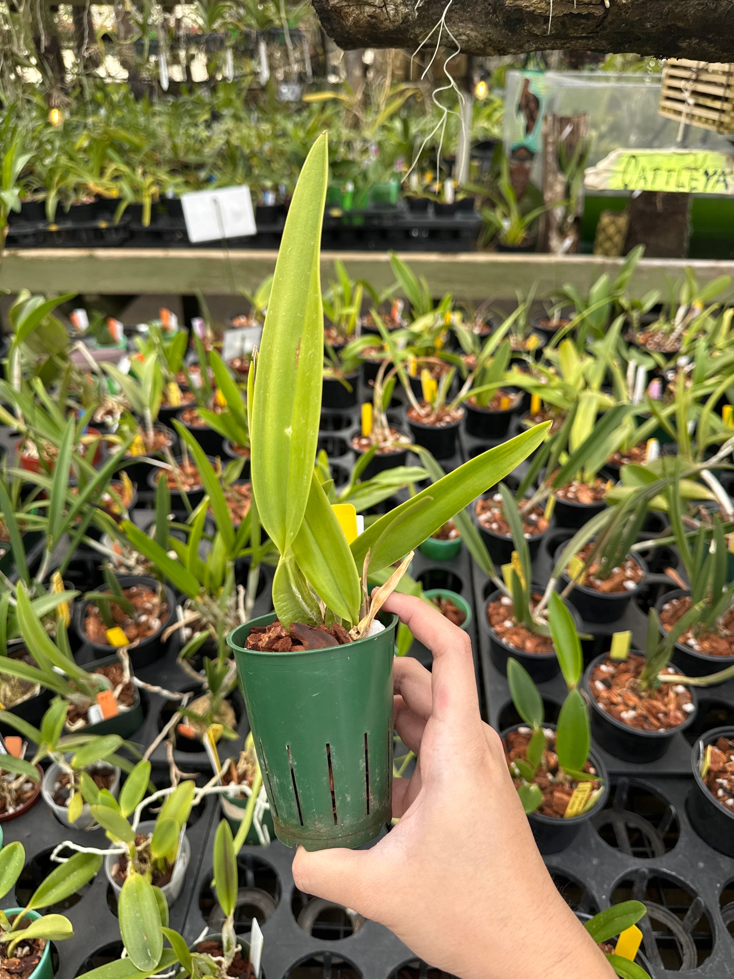 Laelia anceps coerulea