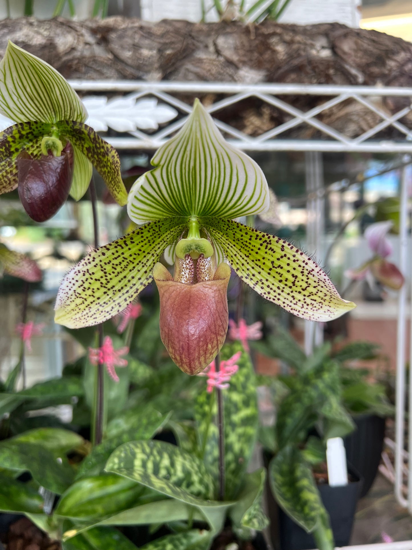 Paphiopedilum Assorted (grower’s choice)