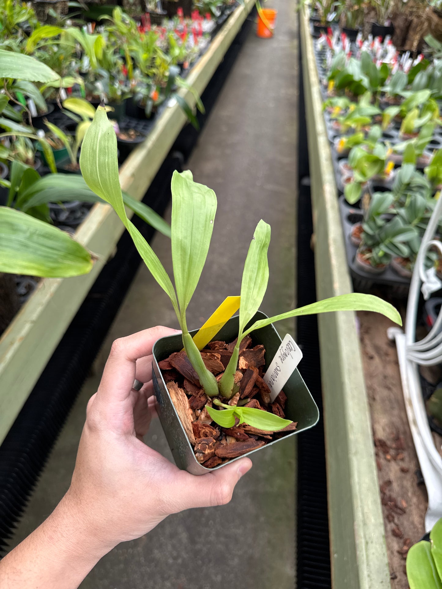 Coelogyne swaniana