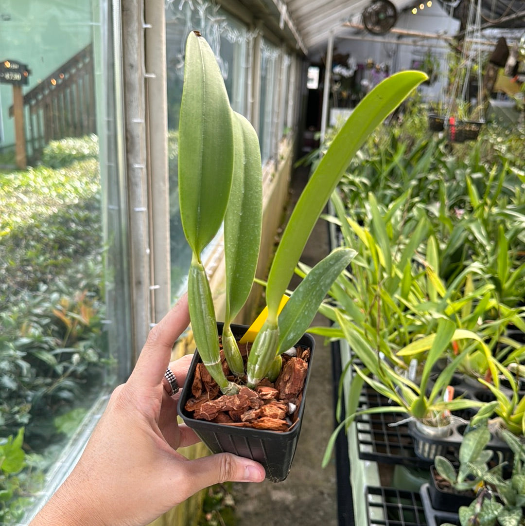 Cattleya lueddemanniana coerulea