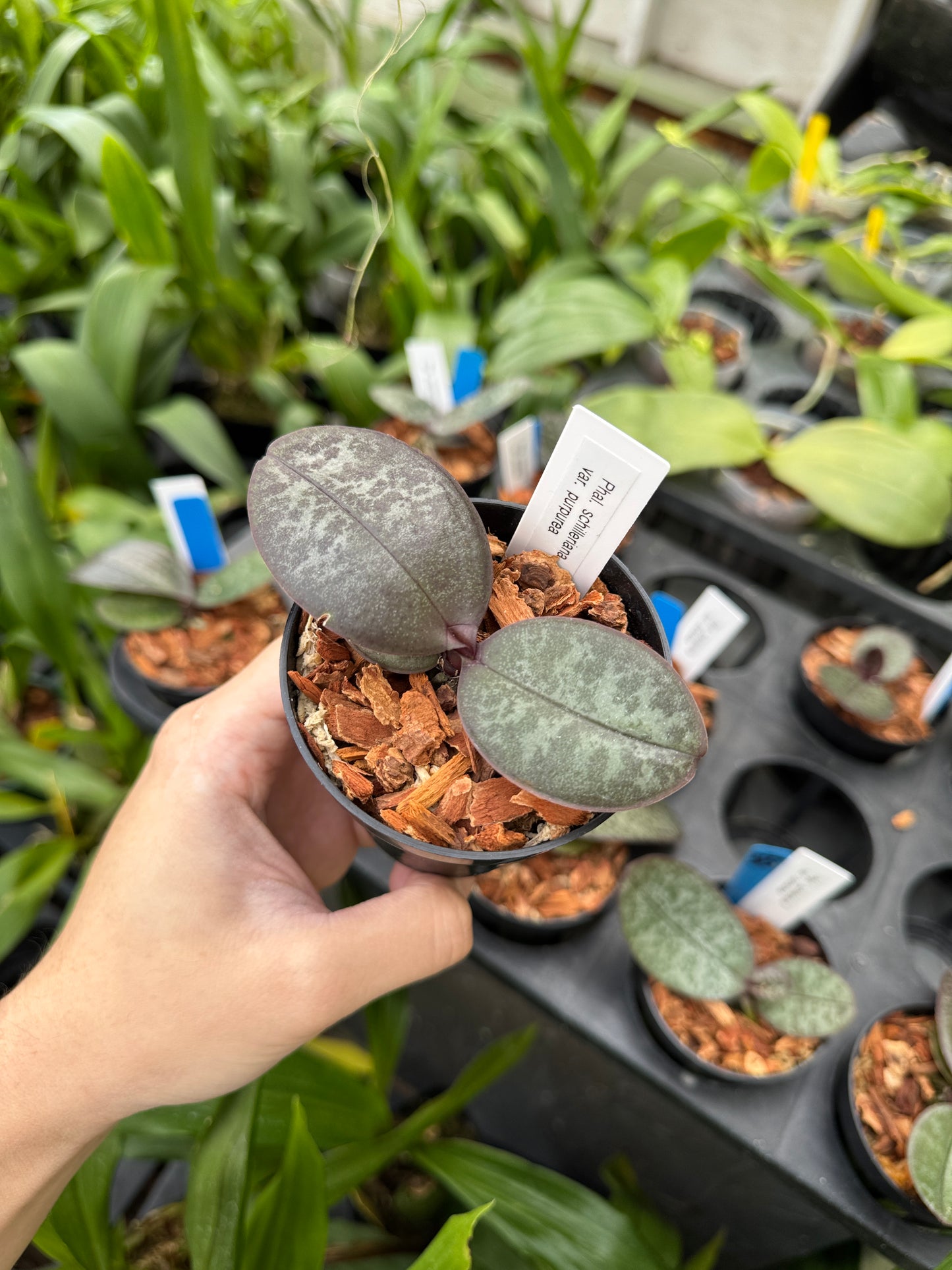 Phalaenopsis schilleriana var. purpurea