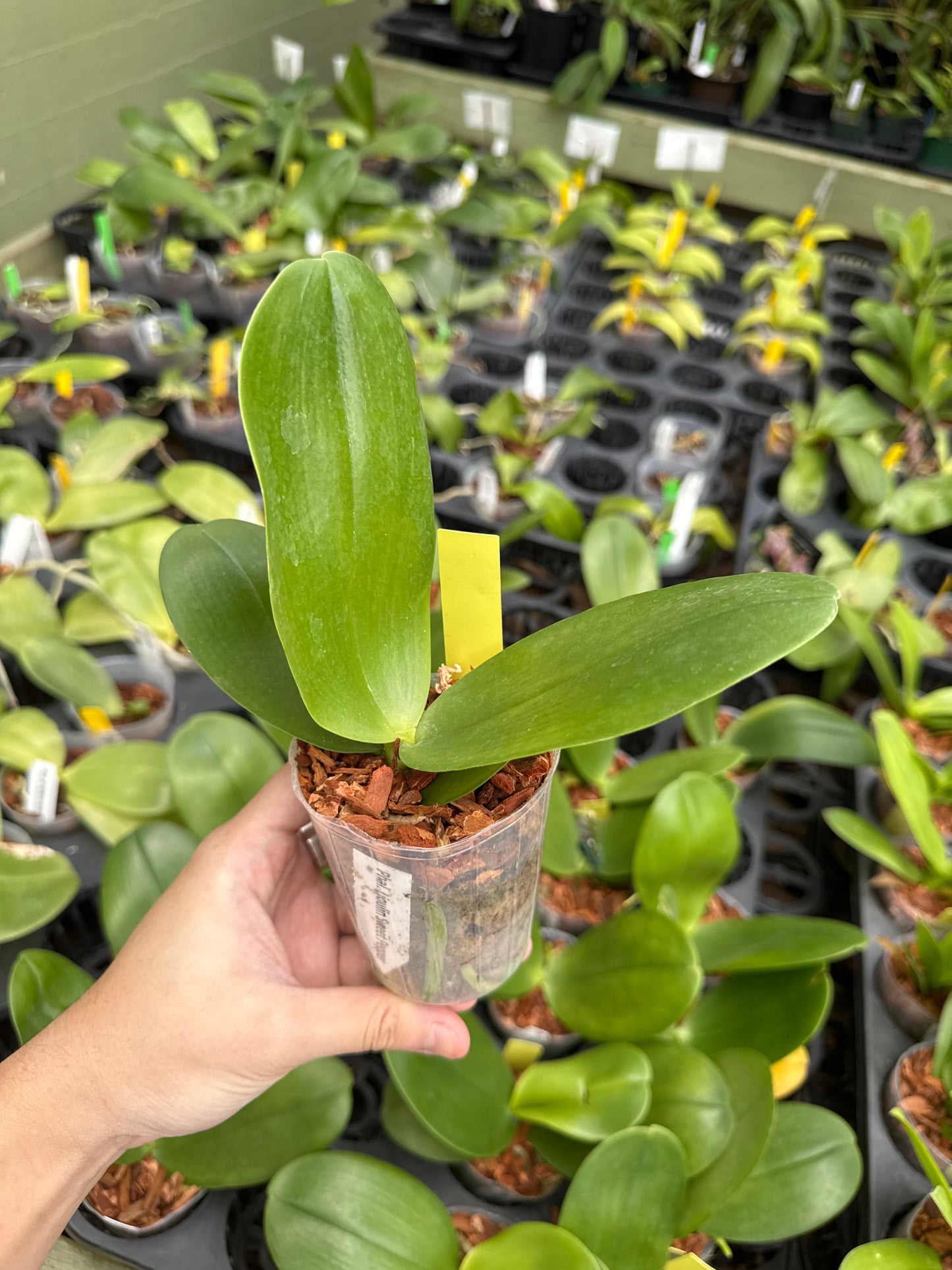 Phalaenopsis Lioulin Sweet Pepper