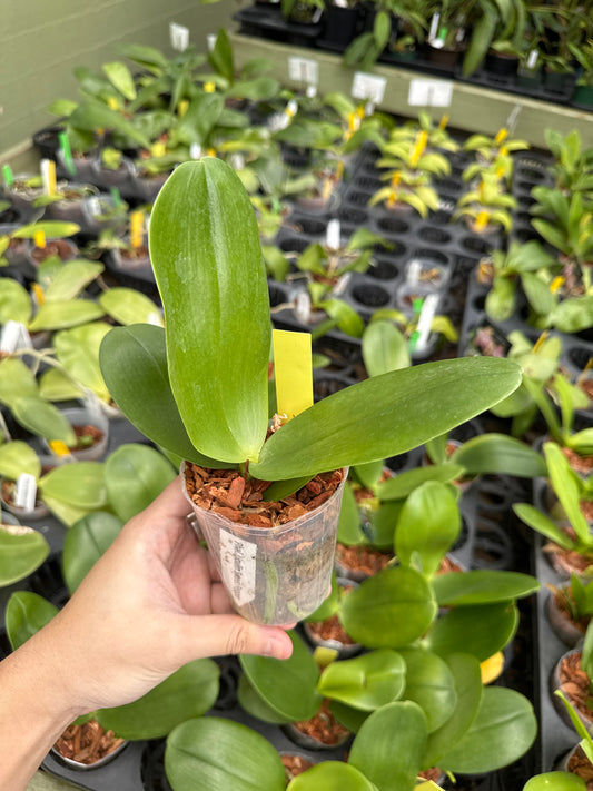 Phalaenopsis Lioulin Sweet Pepper