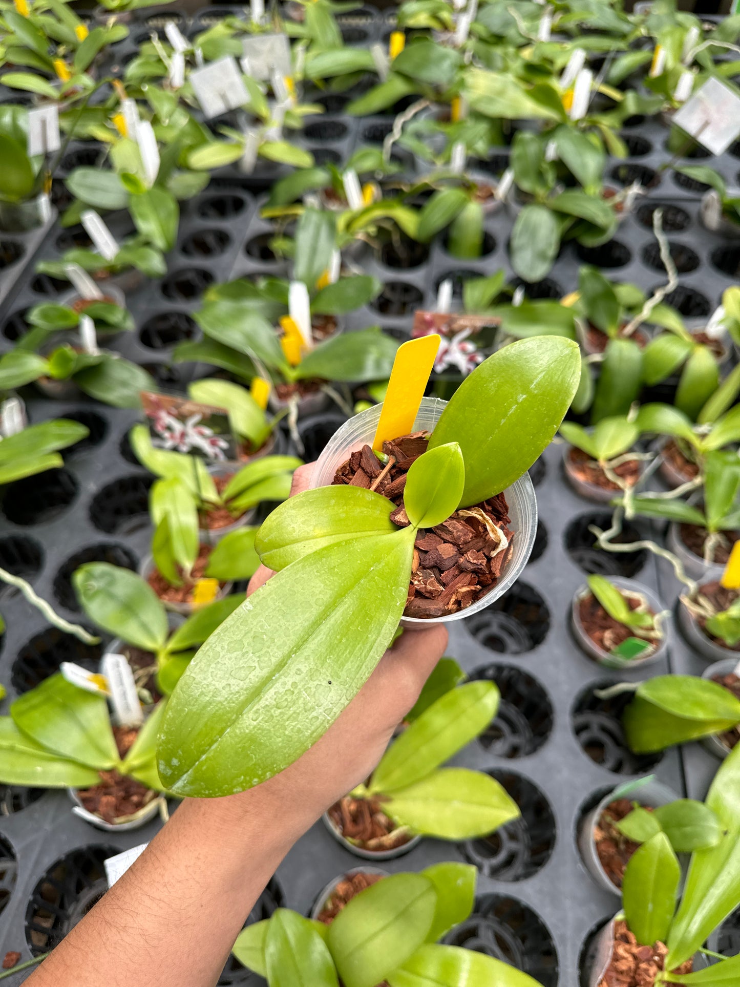 Phal tetraspis (sib)