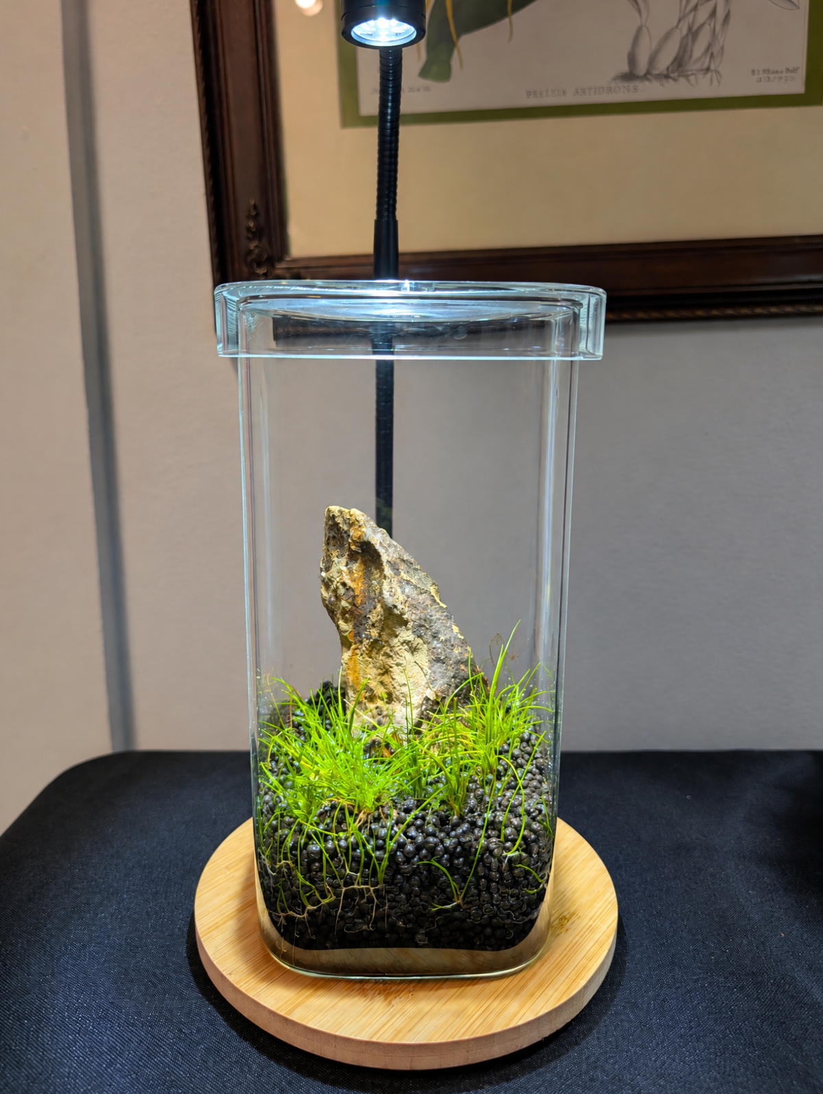 Iwagumi Terrarium Workshop