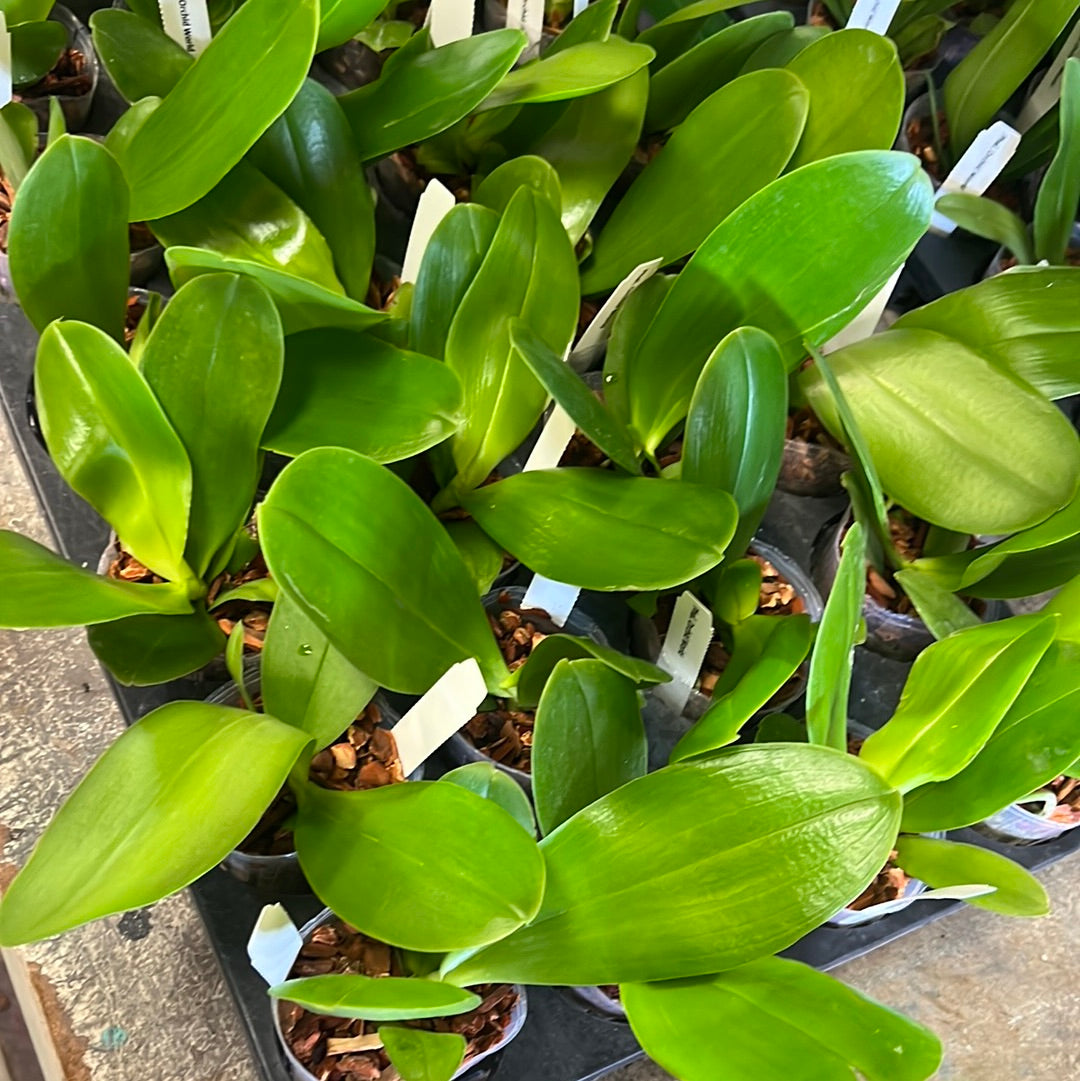 Phalaenopsis Orchid World “Wilson”