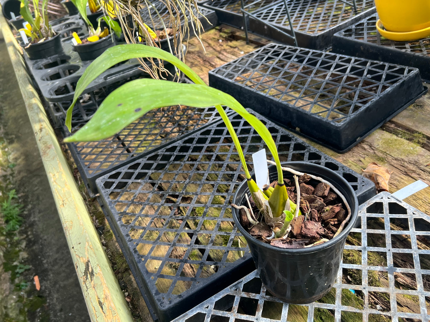 Bifrenaria harrisoniae